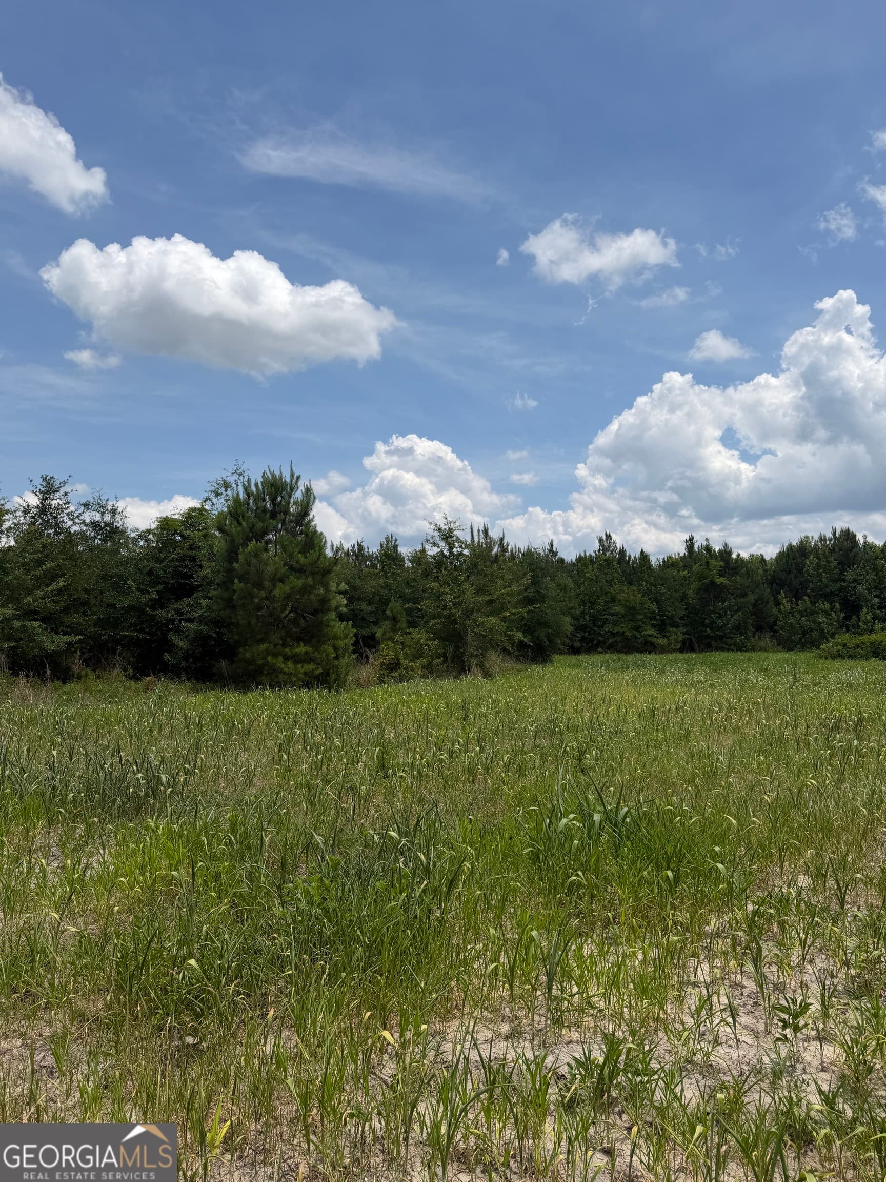 agriculture for sale at 0 W. River Road, Rhine, GA 31077 — photo 8