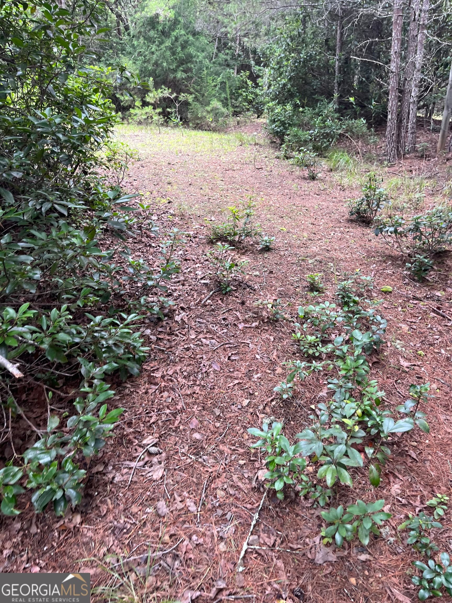 residential lot for sale at 0 Windy Ridge, Otto, NC 28763 — photo 3