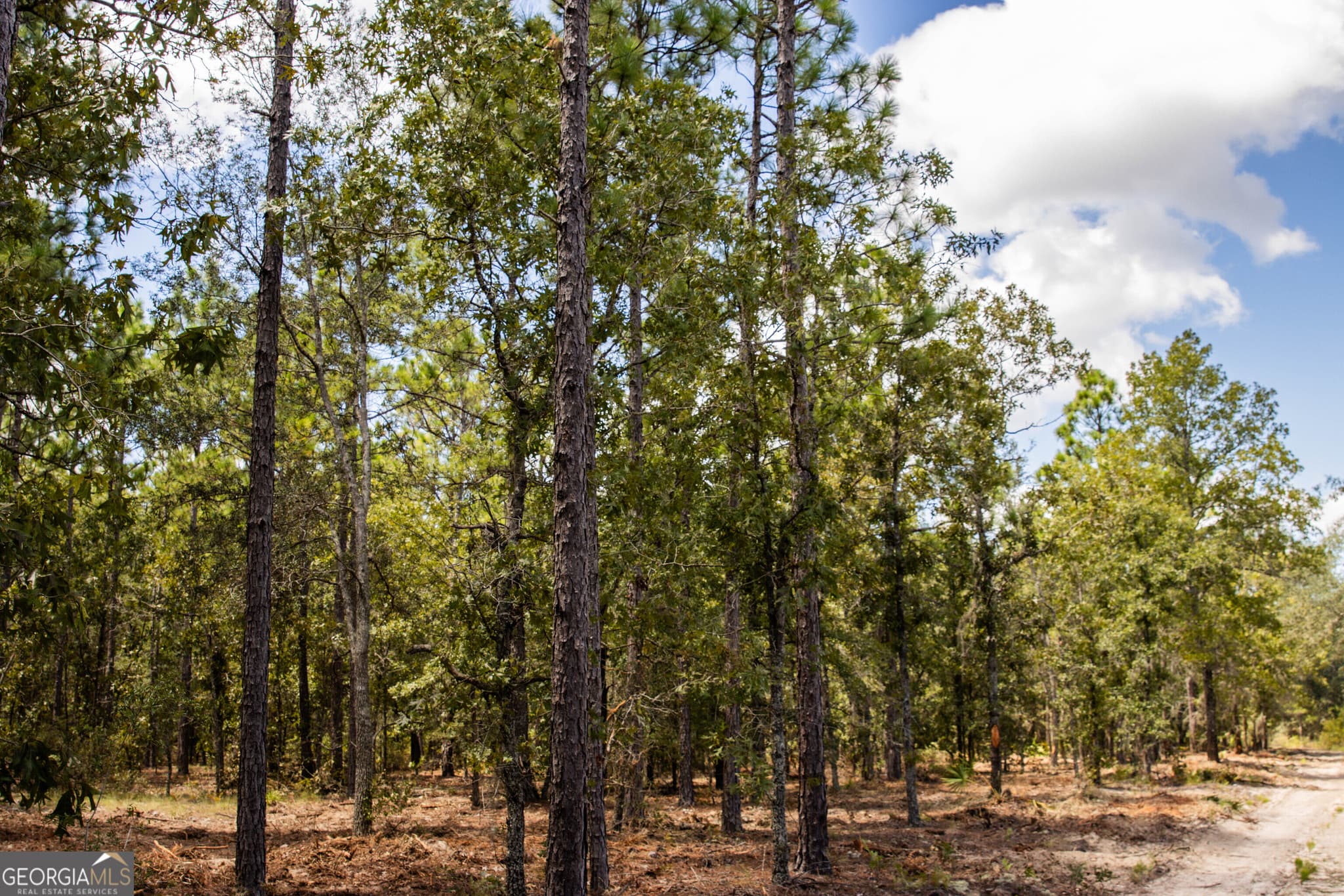agriculture under contract at LOT 1 Porter Road, Pembroke, GA 31321 — photo 6