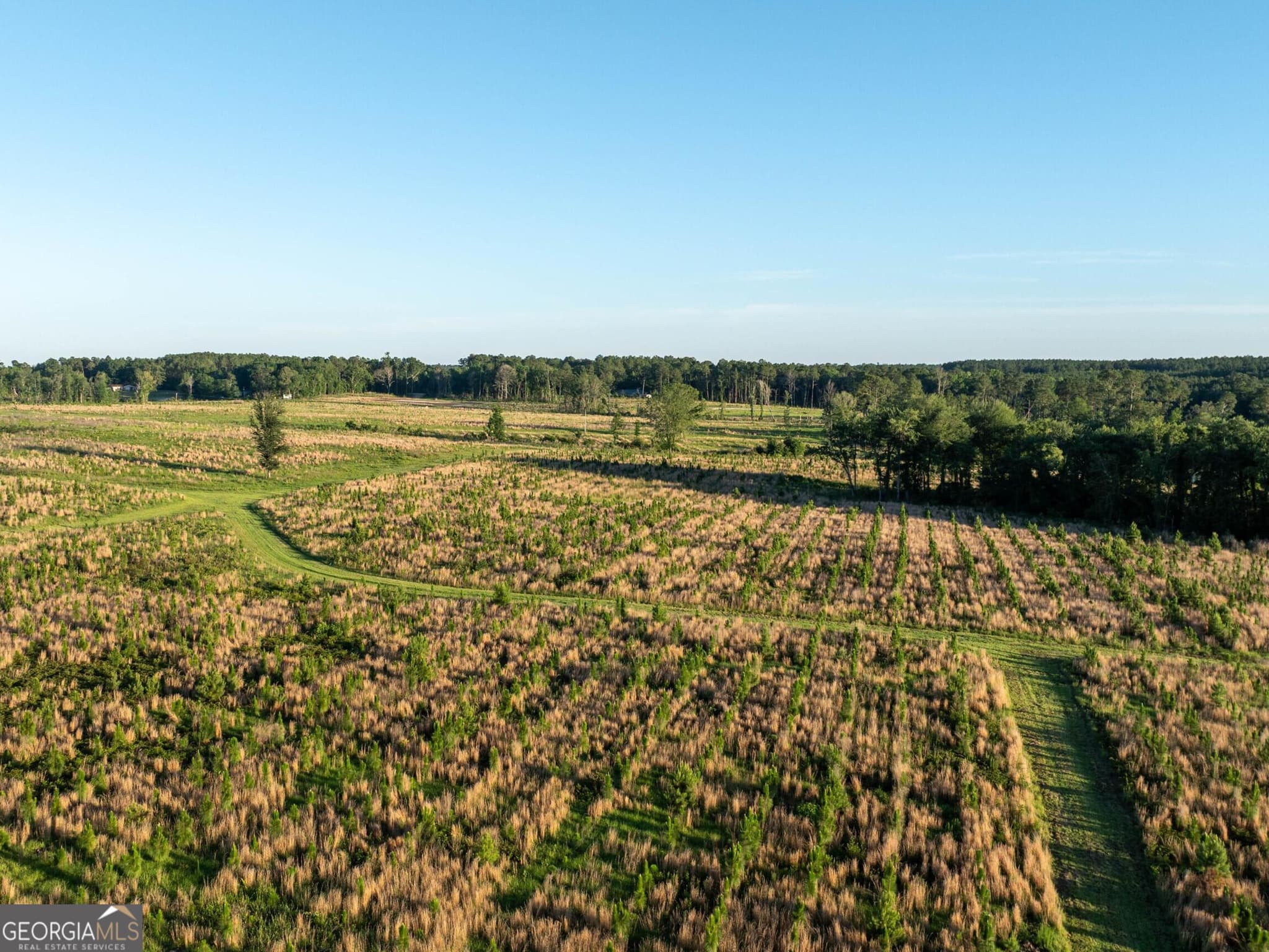 agriculture for sale at 300 Beulah Road, Sylvania, GA 30467 — photo 3