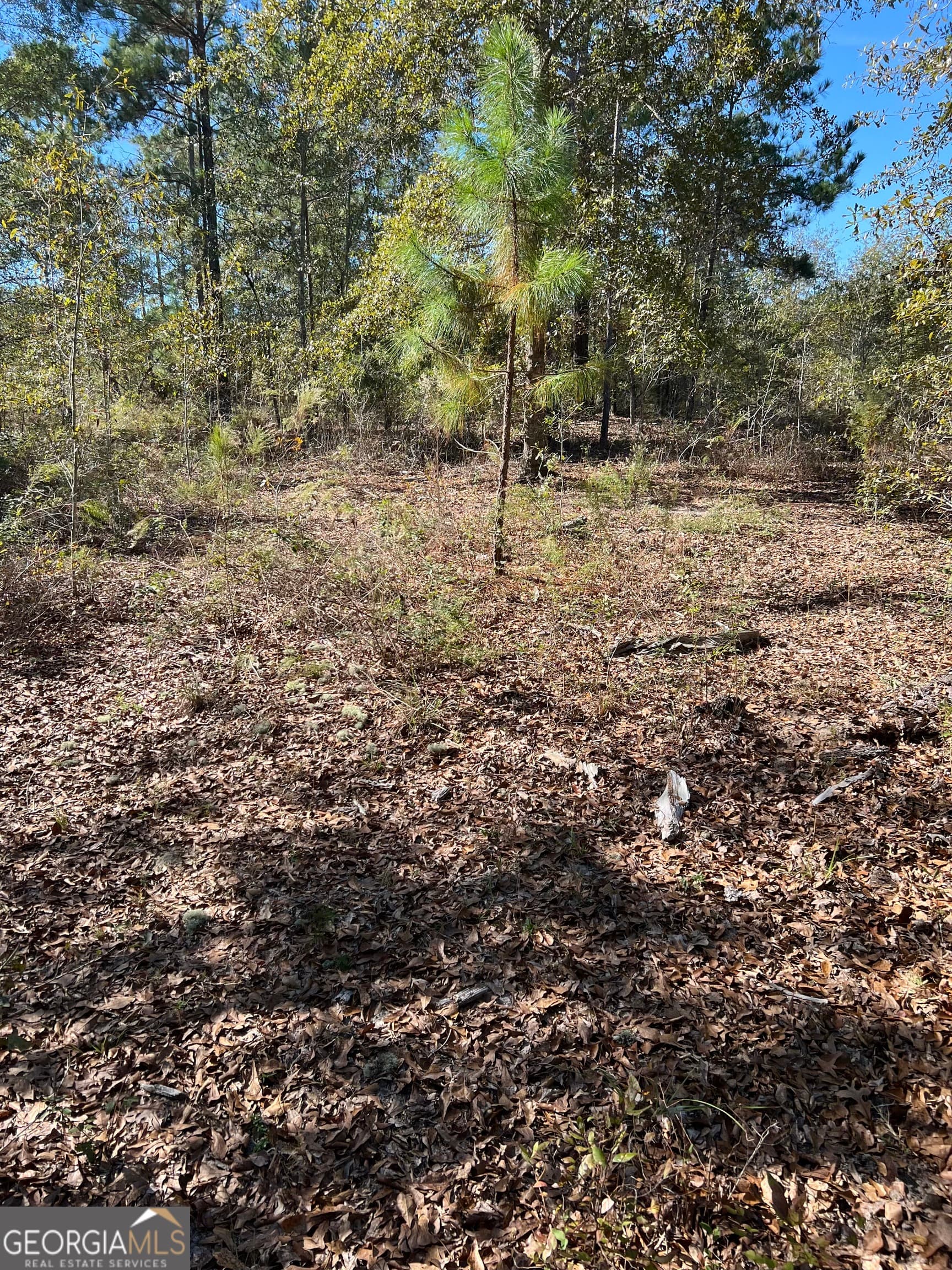 unimproved land for sale at 1432 Rozar Gooslby Road, Eastman, GA 31023 — photo 4