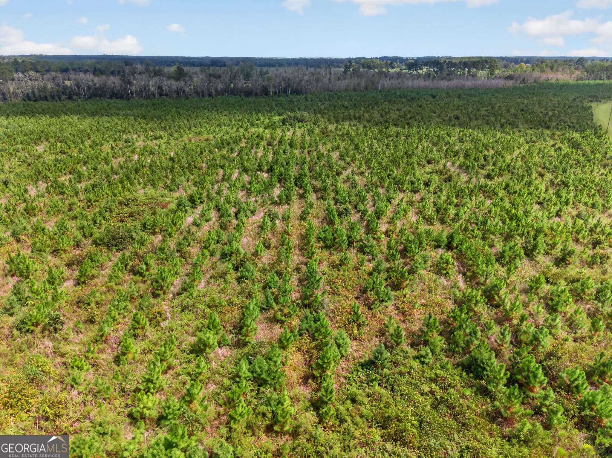 agriculture under contract at TRACT 2 Highway 203, Blackshear, GA 31516 — photo 8