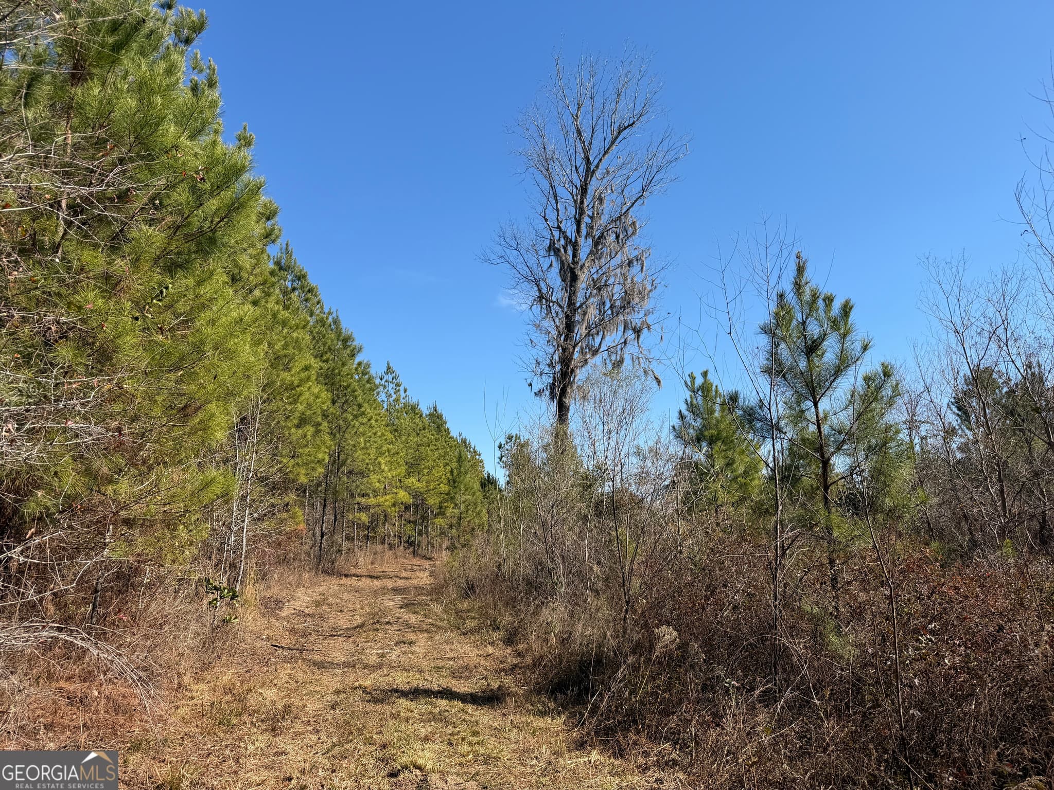 agriculture for sale at 0021 Barnes Road, Gordon, AL 36343 — photo 6