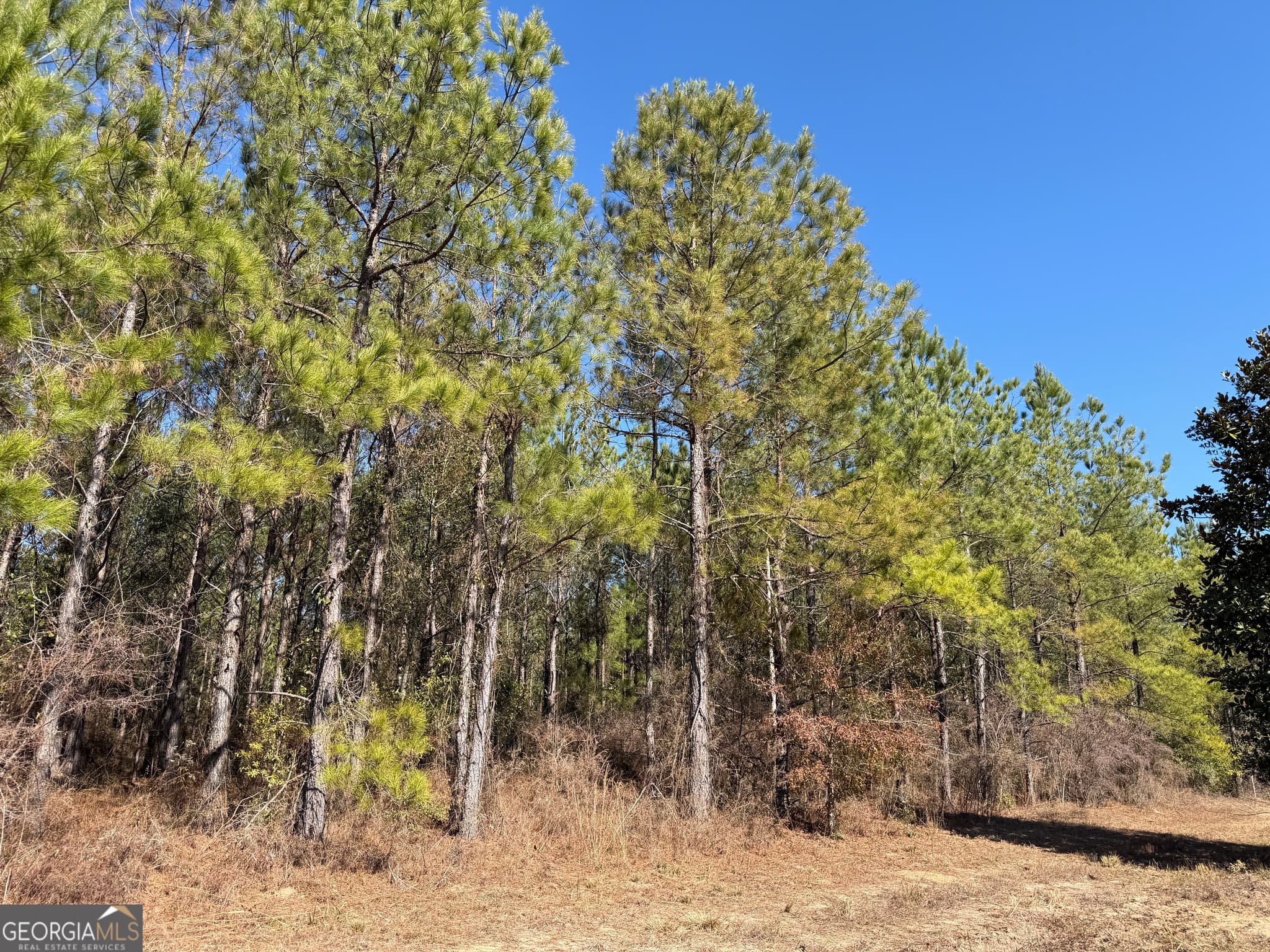 agriculture for sale at 0021 Barnes Road, Gordon, AL 36343 — photo 7