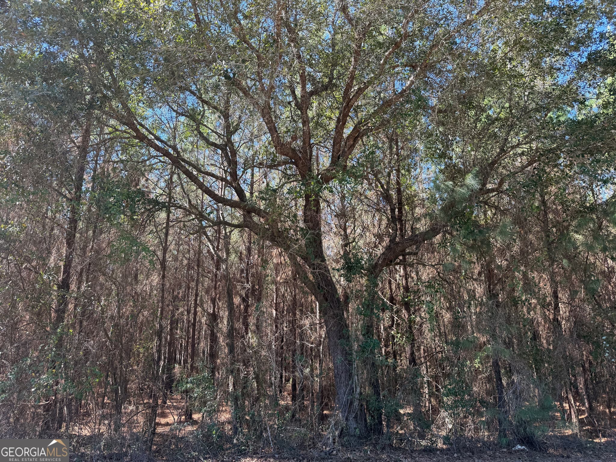 agriculture for sale at 0021 Barnes Road, Gordon, AL 36343 — photo 10