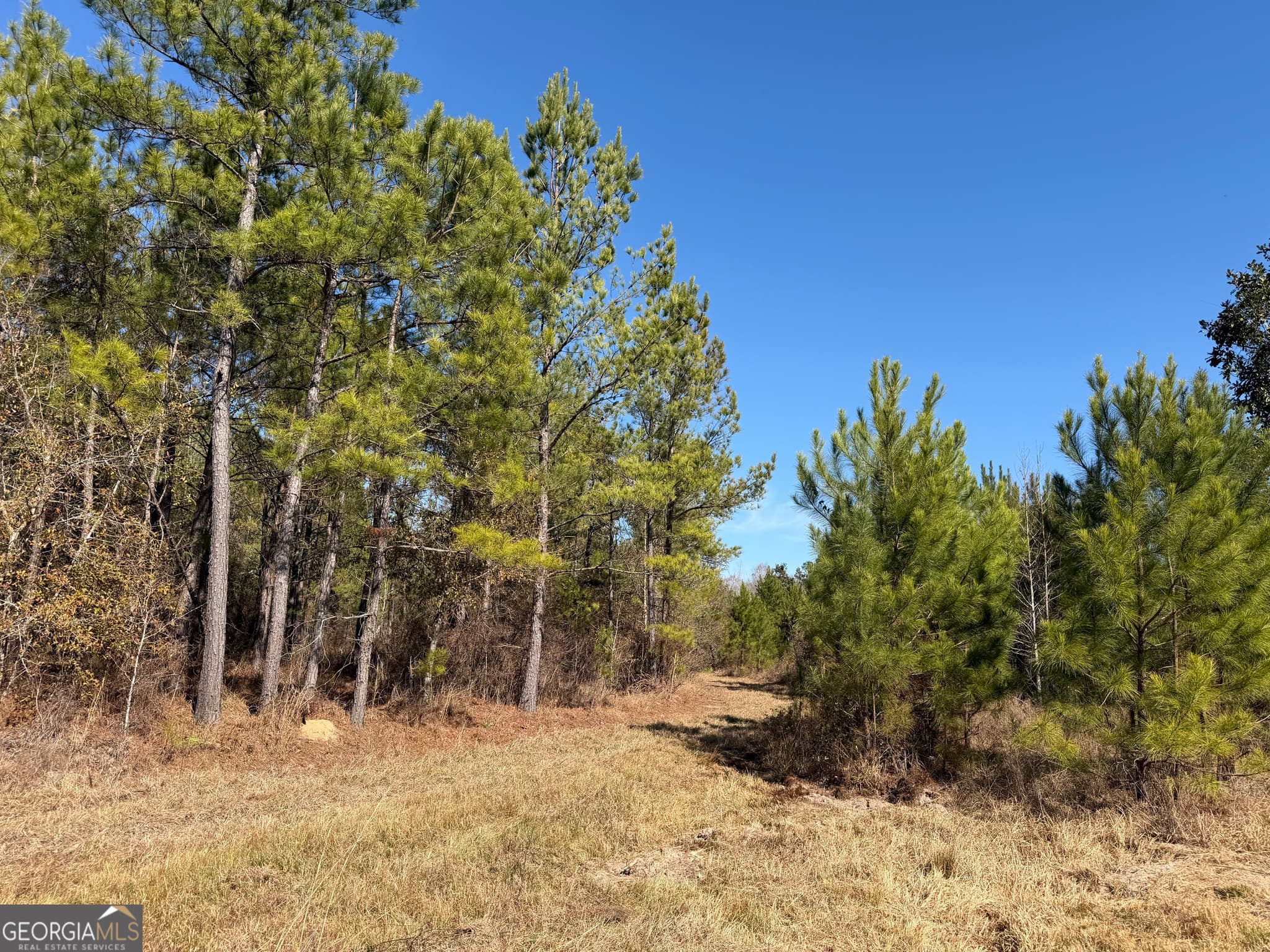 agriculture for sale at 0021 Barnes Road, Gordon, AL 36343 — photo 8