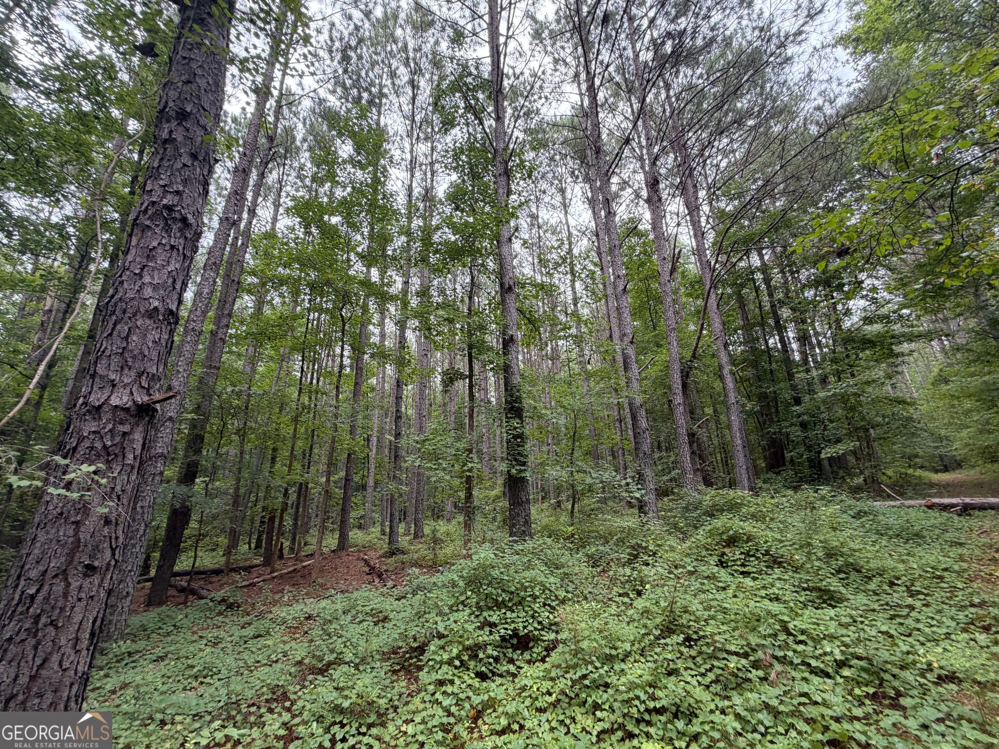 unimproved land for sale at 301 Dub Walker Road, Jackson, GA 30233 — photo 10