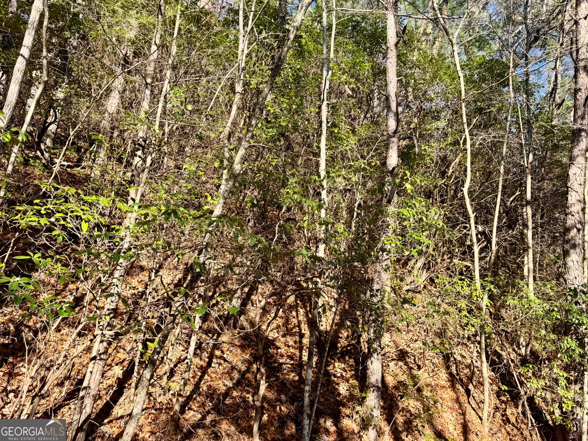 residential lot for sale at 0 Mule Branch Road, Helen, GA 30545 — photo 10