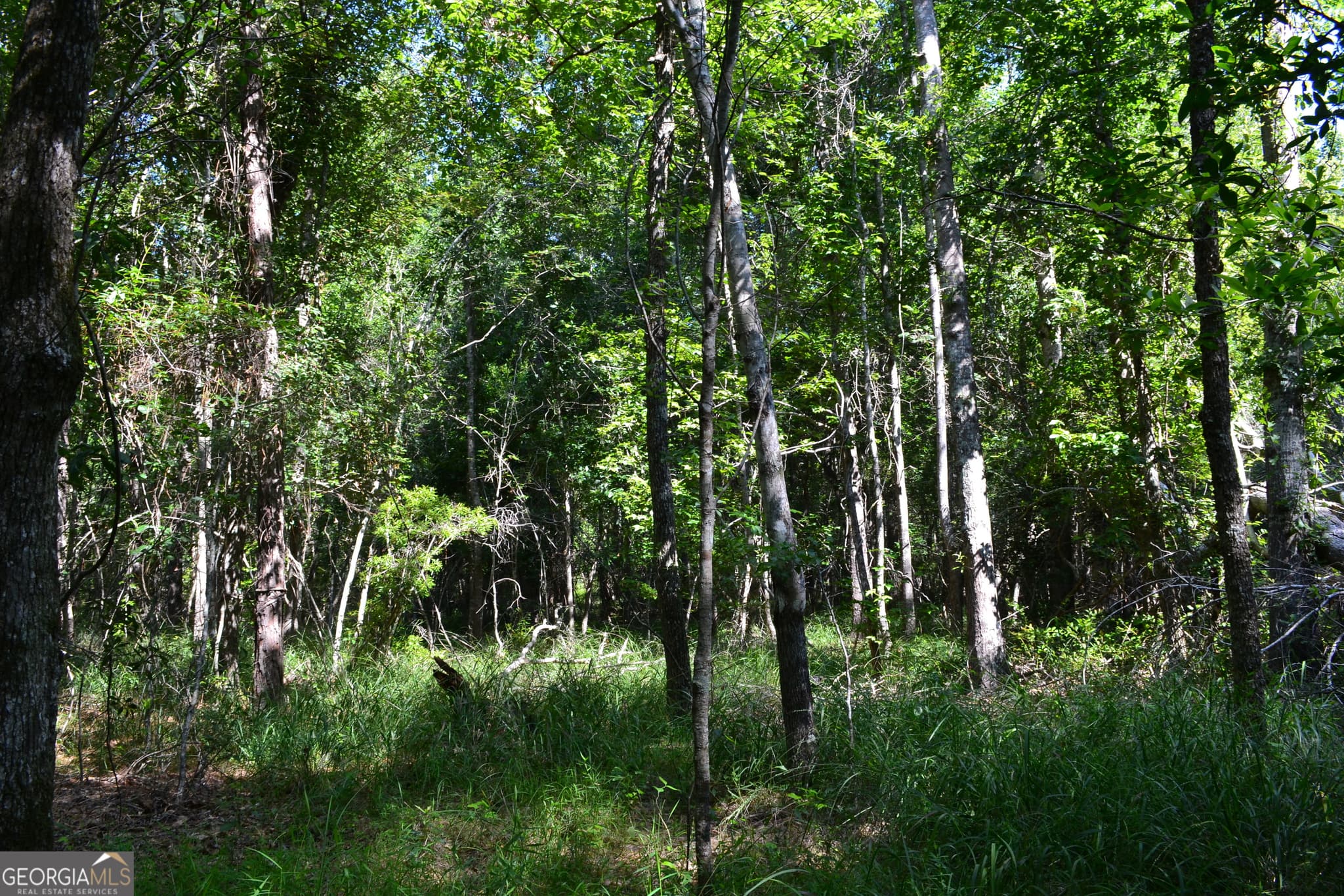 agriculture under contract at BISHOP Canoochee Road, Midville, GA 30441 — photo 3