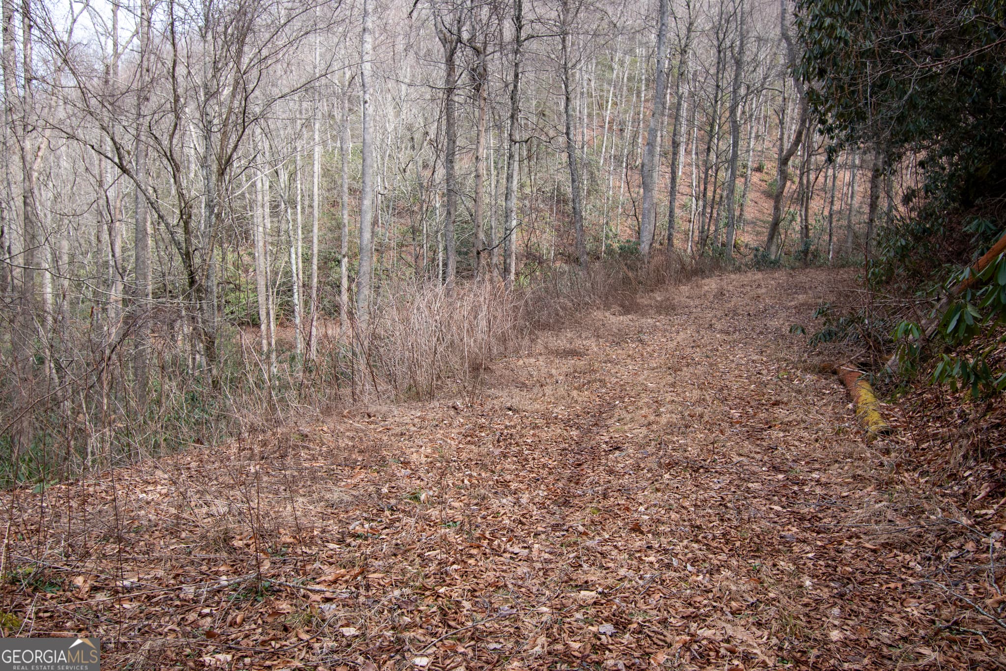 residential lot for sale at 0 Walnut Cove Branch Road, Robbinville, NC 28771 — photo 4