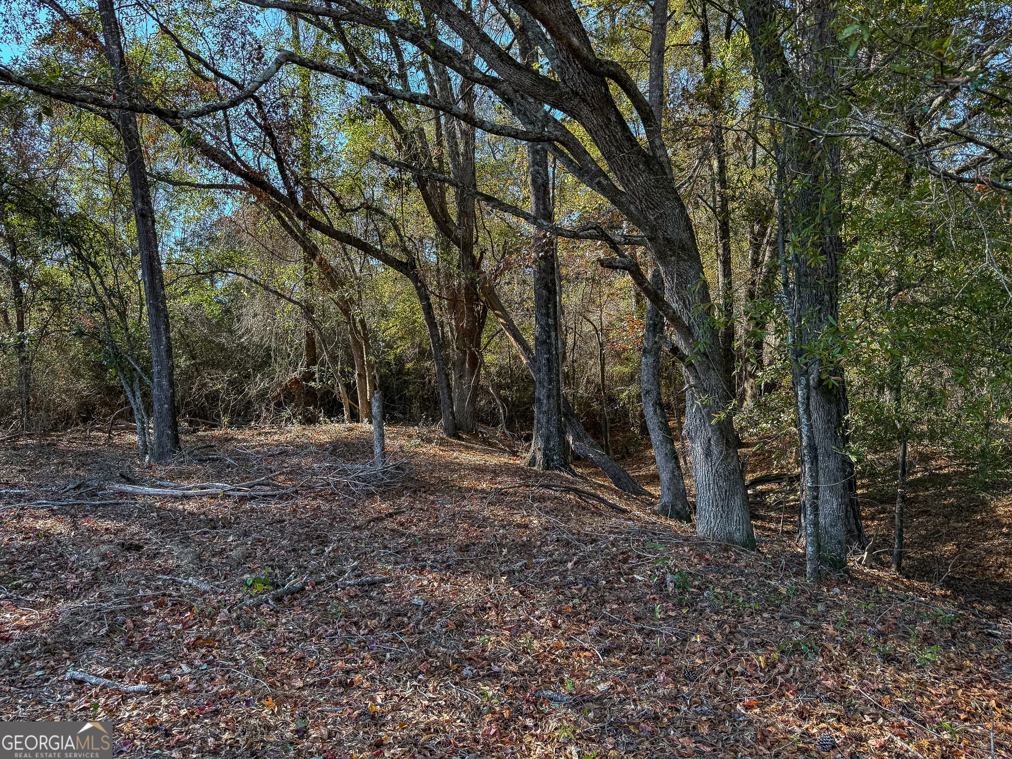 agriculture for sale at 0 Buck Road, Morgan, GA 39866 — photo 3