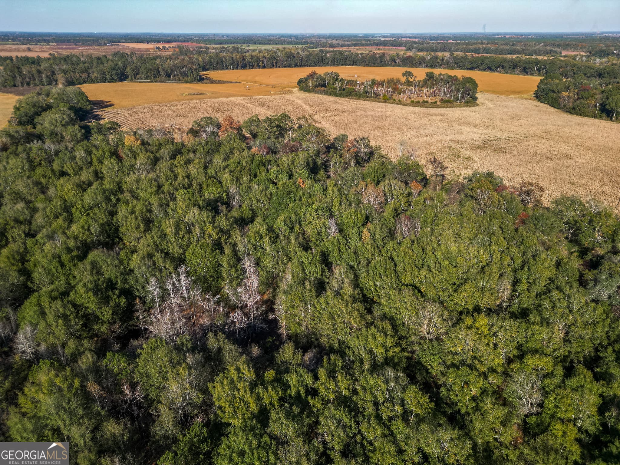 agriculture for sale at 0 Buck Road, Morgan, GA 39866 — photo 5