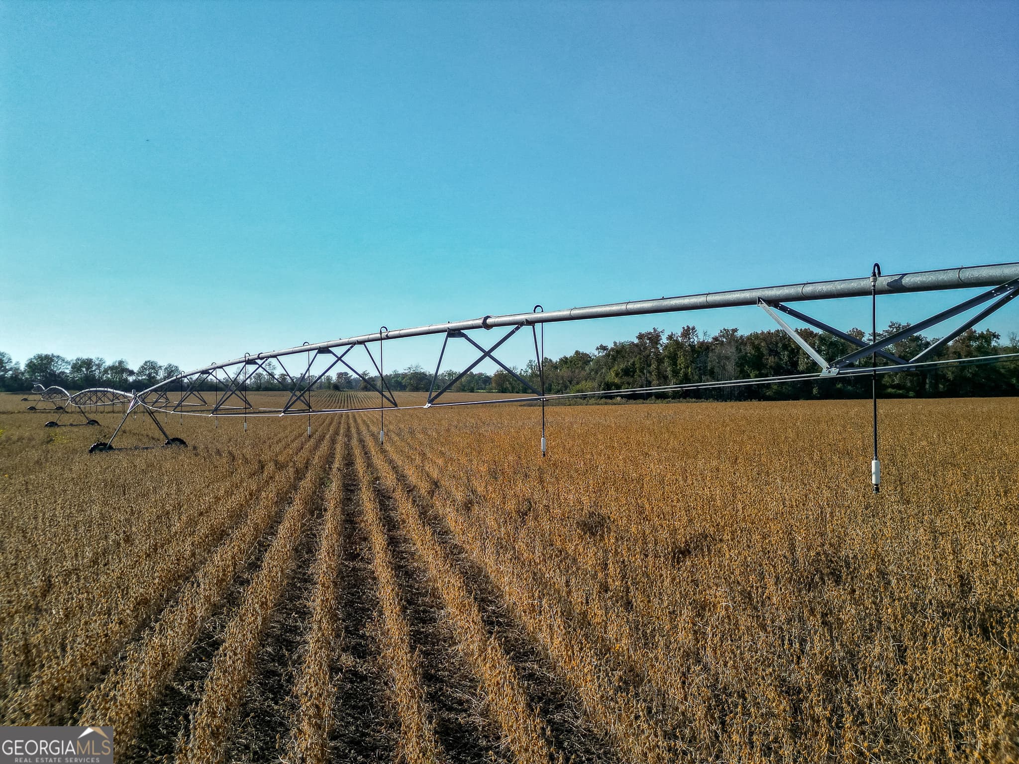 agriculture for sale at 0 Buck Road, Morgan, GA 39866 — photo 4