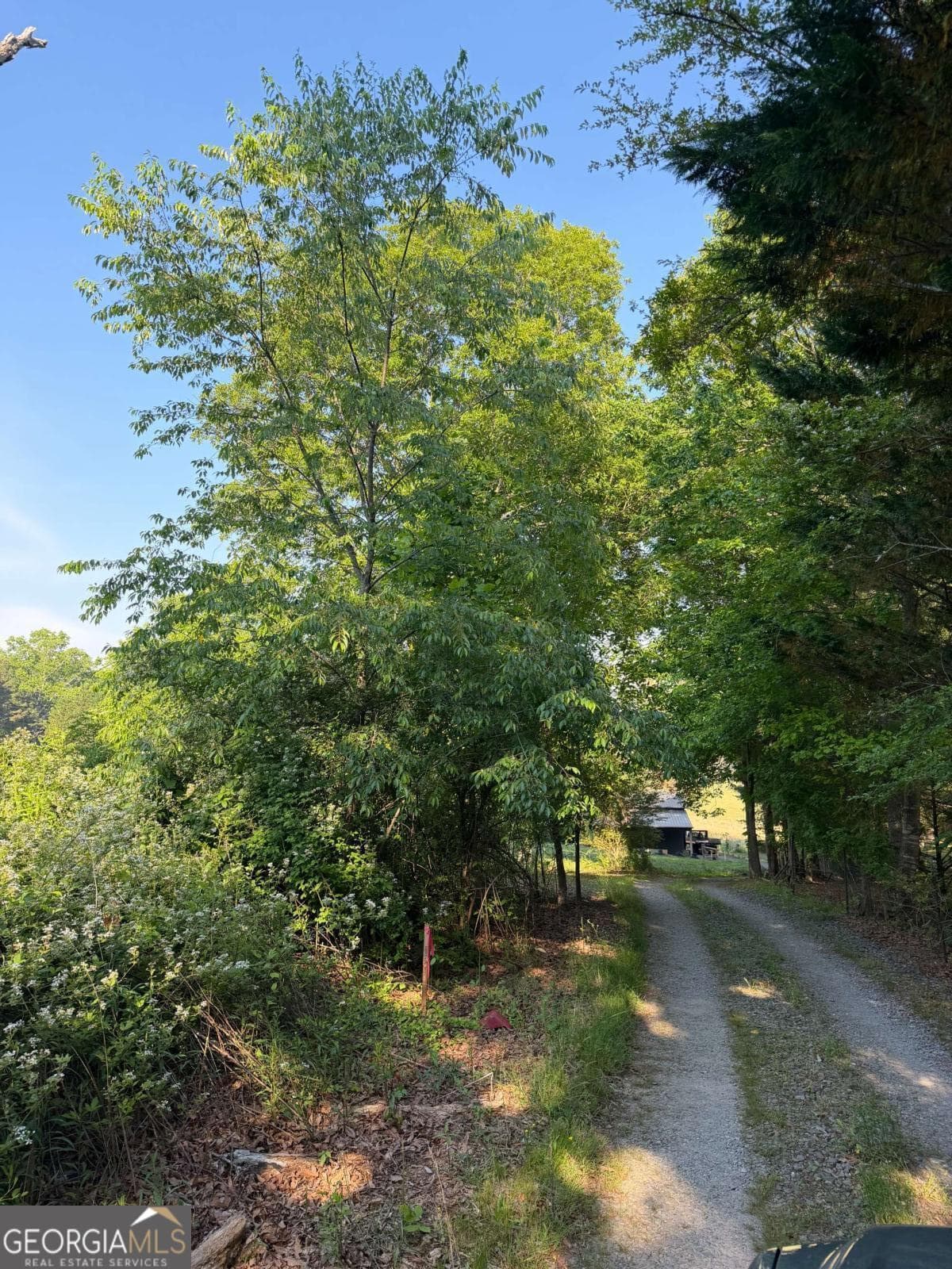 unimproved land for sale at 0 Mountain Road, Morganton, GA 30560 — photo 8