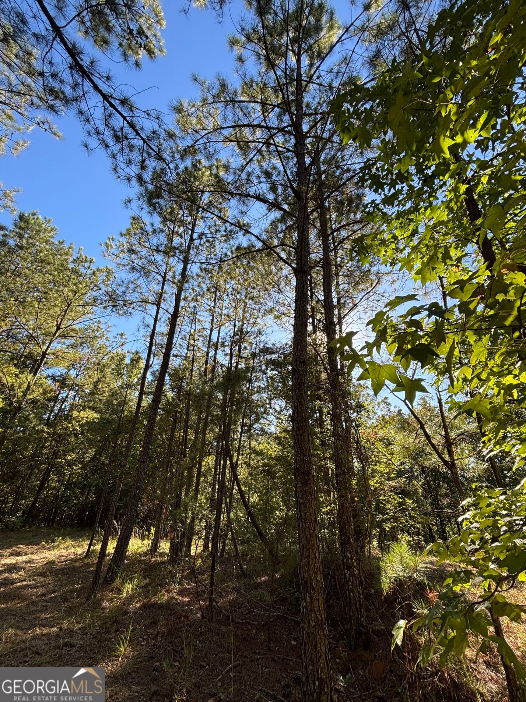 agriculture for sale at 1044 Highway 19, Meansville, GA 30256 — photo 9