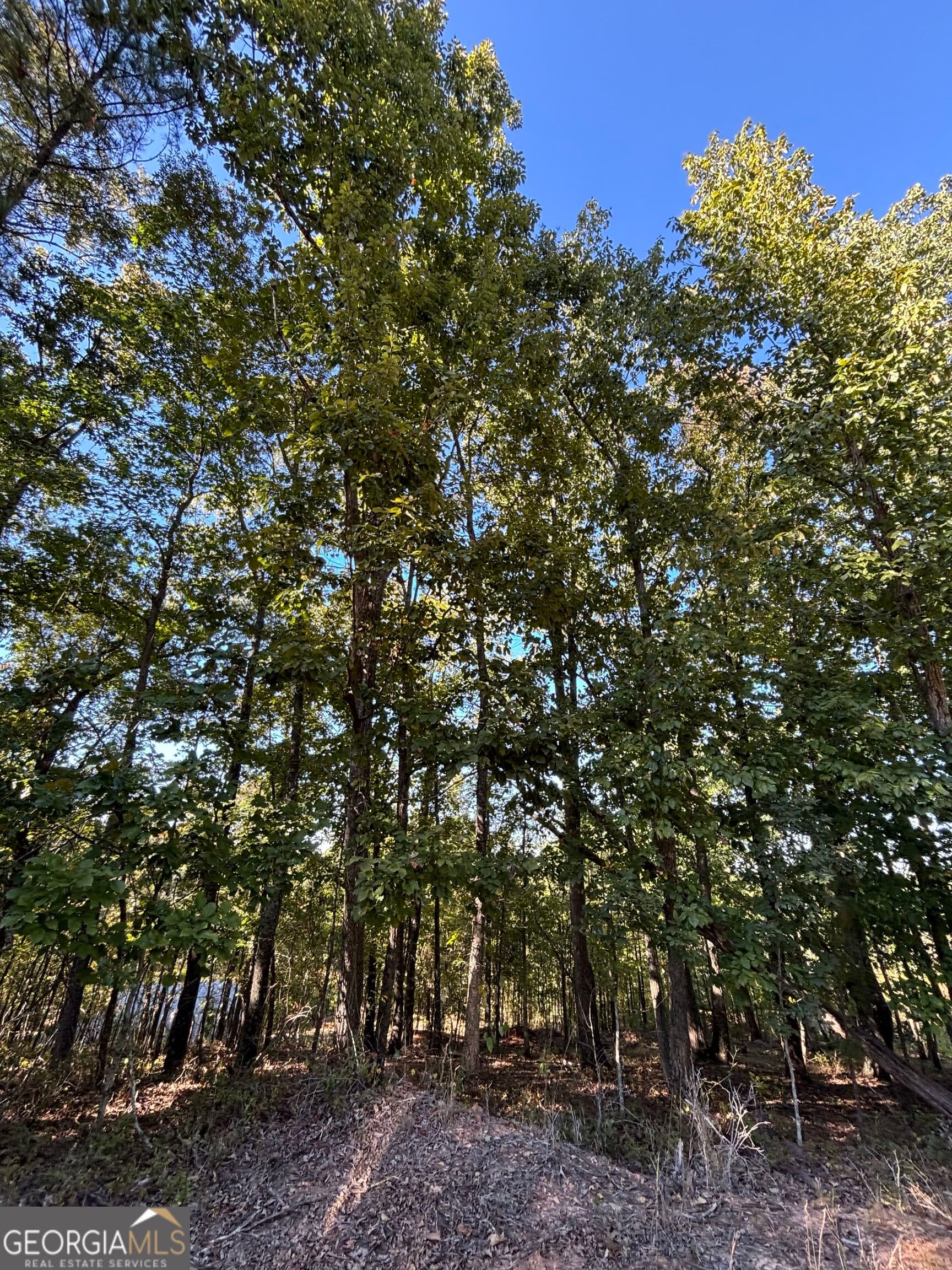 agriculture for sale at 1044 Highway 19, Meansville, GA 30256 — photo 10