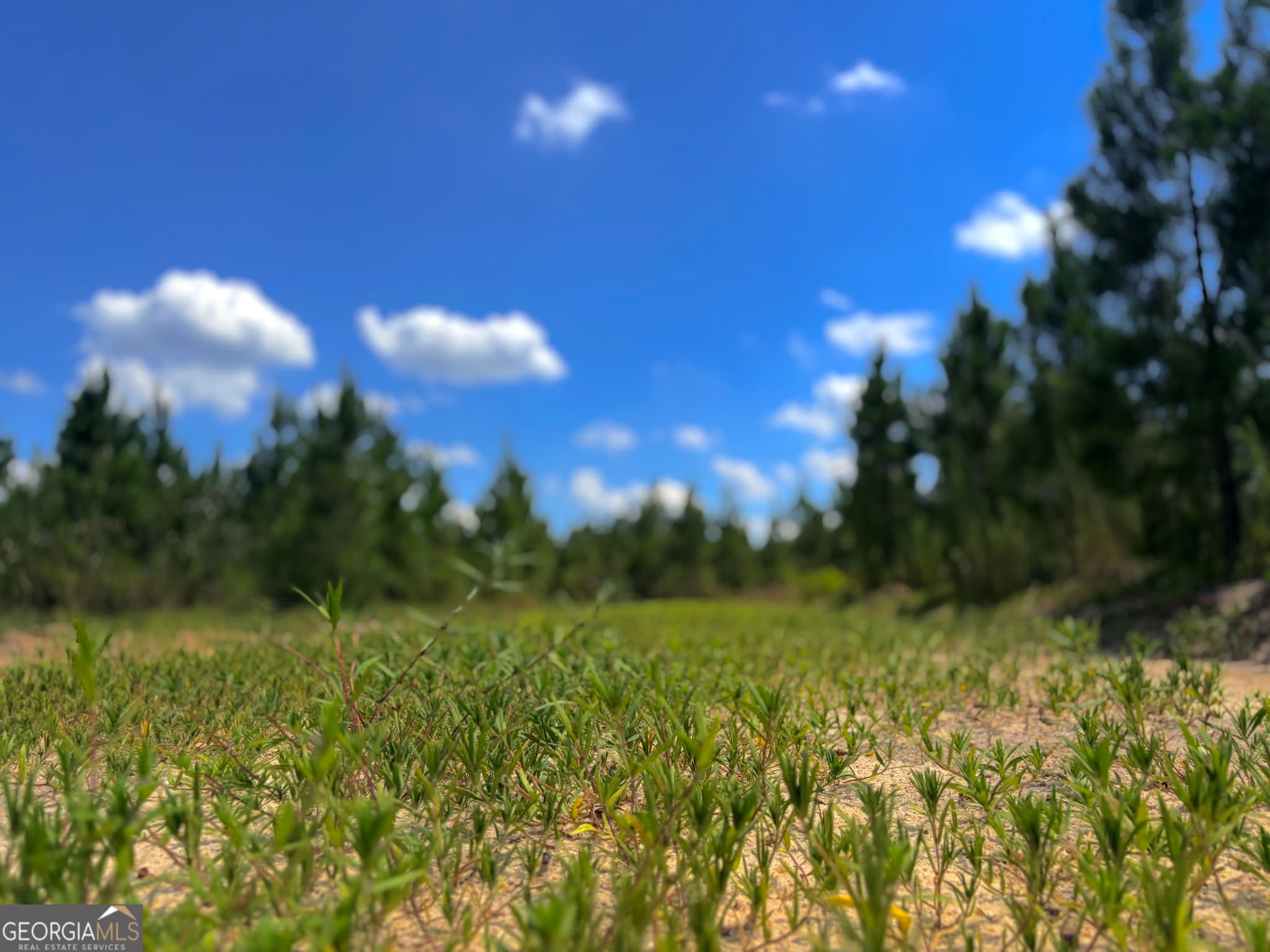 agriculture for sale at 0 Ernest Carter Road, Hazlehurst, GA 31539 — photo 2