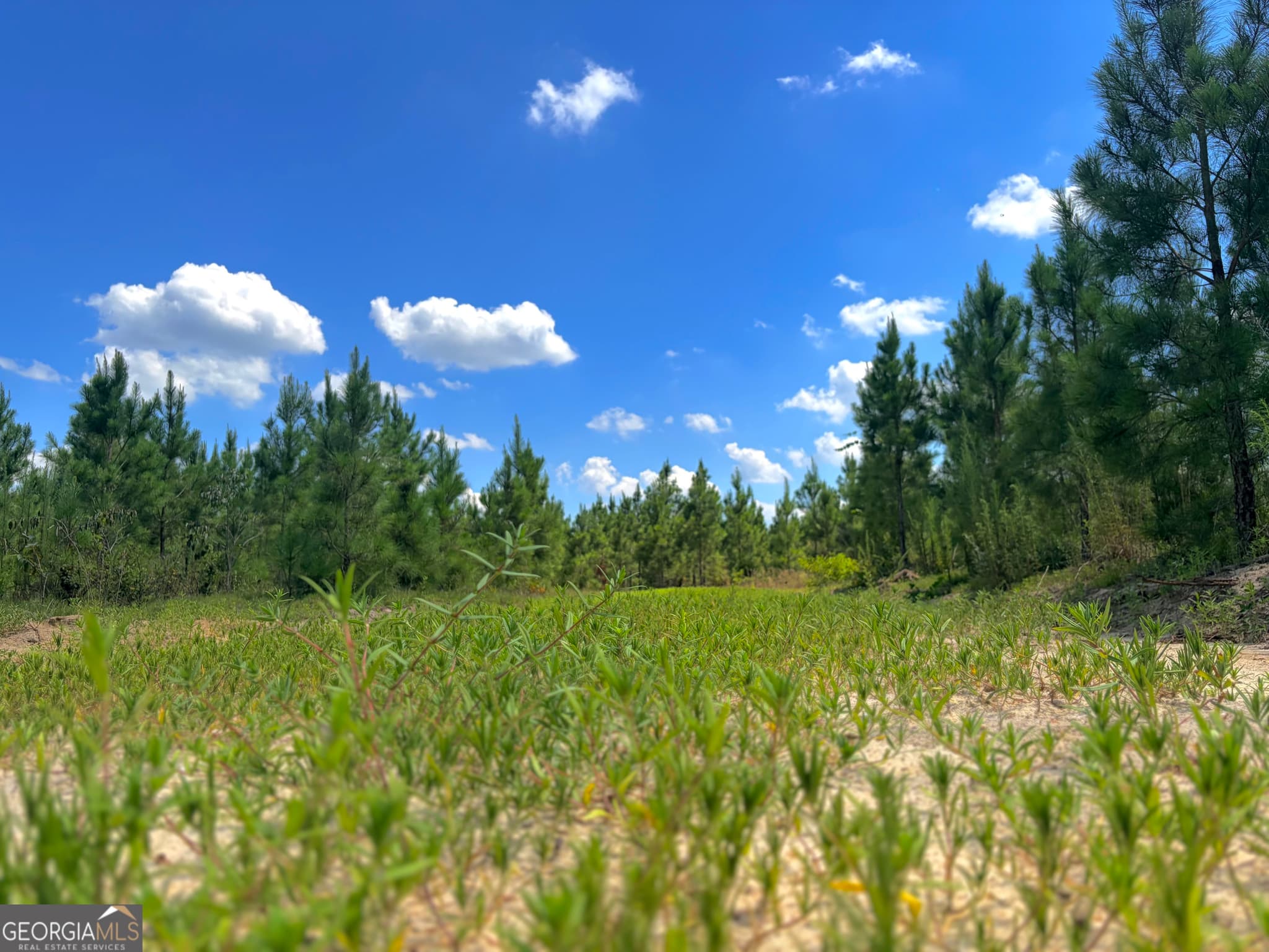 agriculture for sale at 0 Ernest Carter Road, Hazlehurst, GA 31539 — photo 9