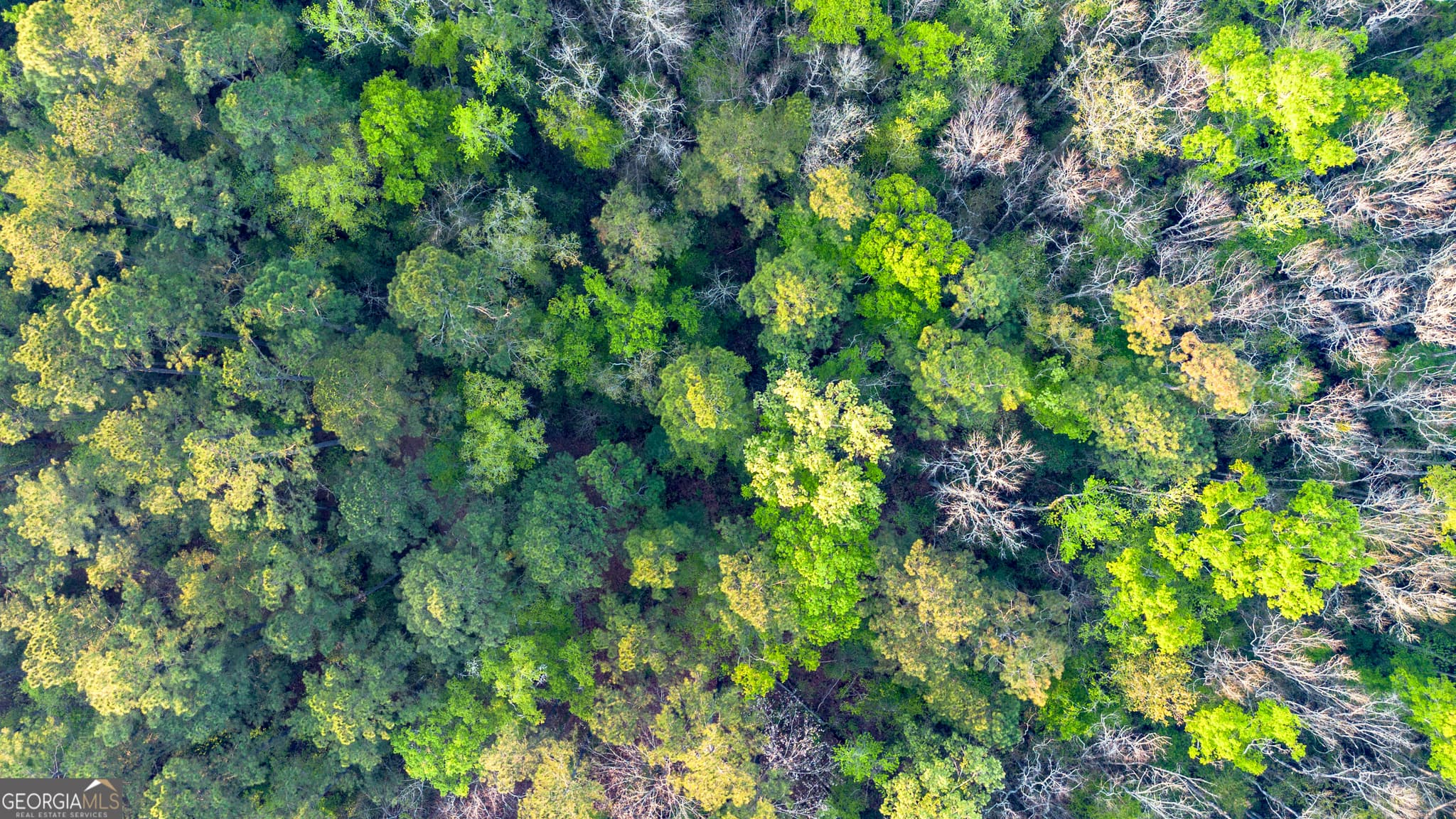 unimproved land for sale at 0 Little Mccall Road, Rincon, GA 31326 — photo 5