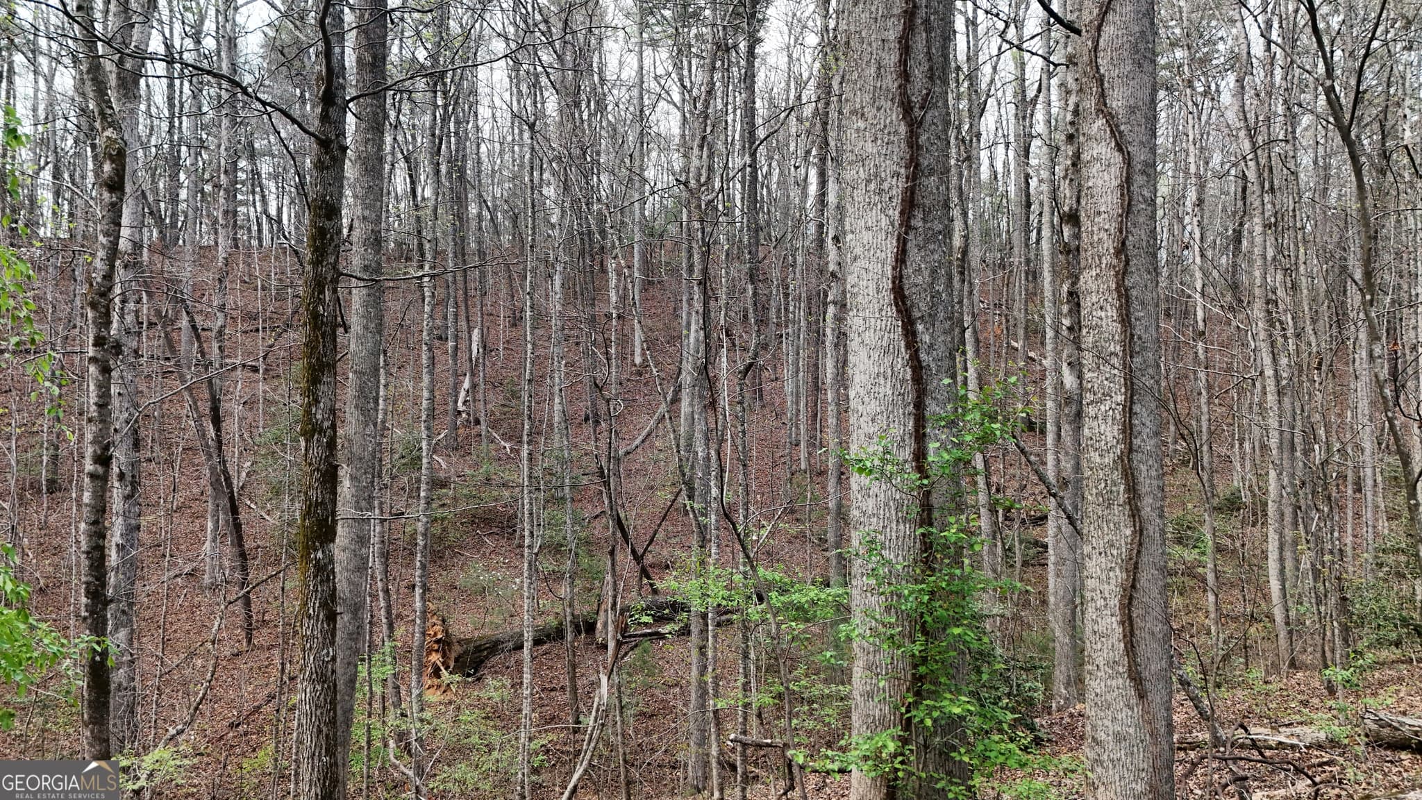 residential lot for sale at LOT 8 Settlement Lane, Tiger, GA 30576 — photo 4