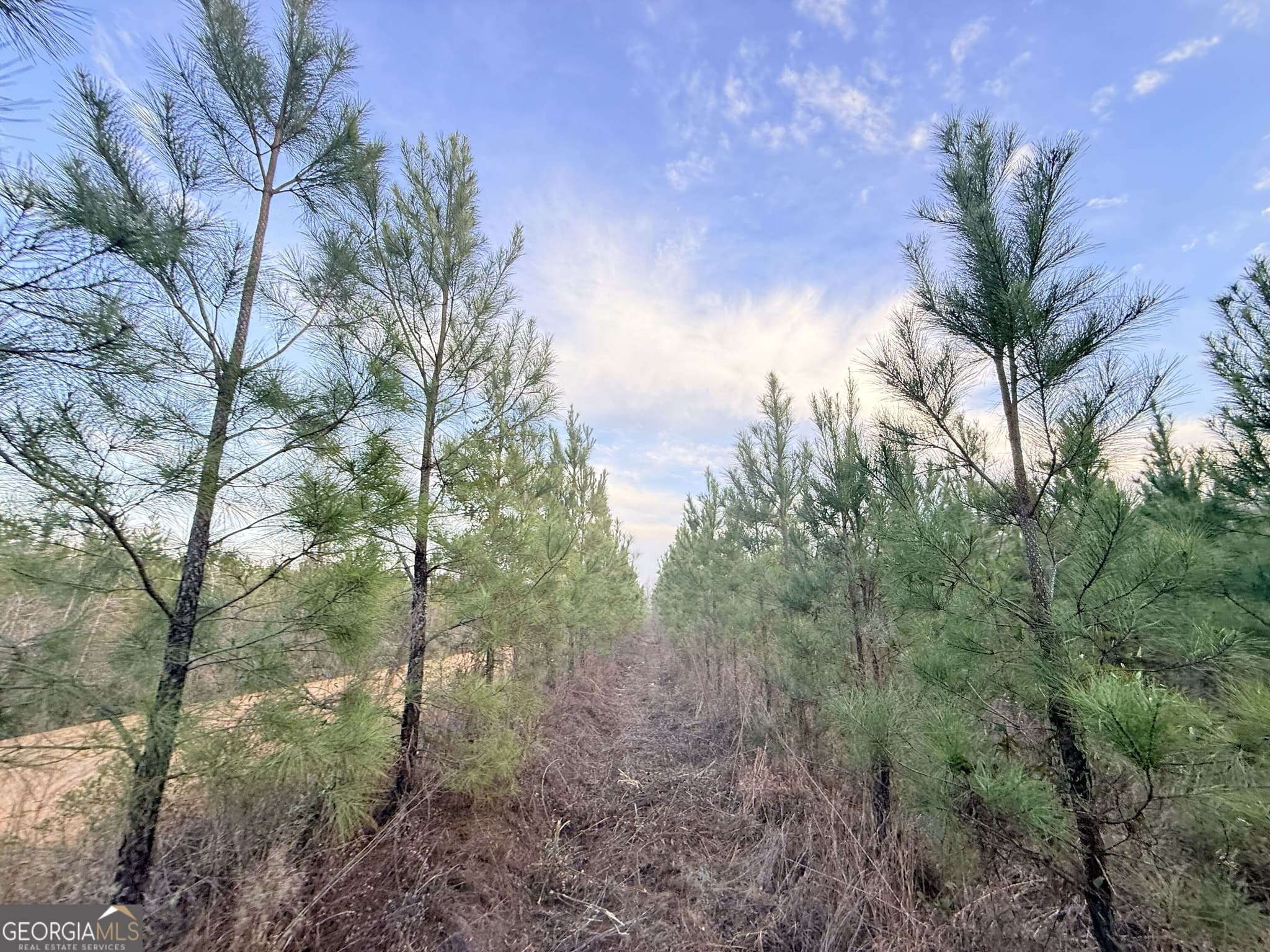 unimproved land for sale at 2 Powell School Road, Lumber City, GA 31549 — photo 6