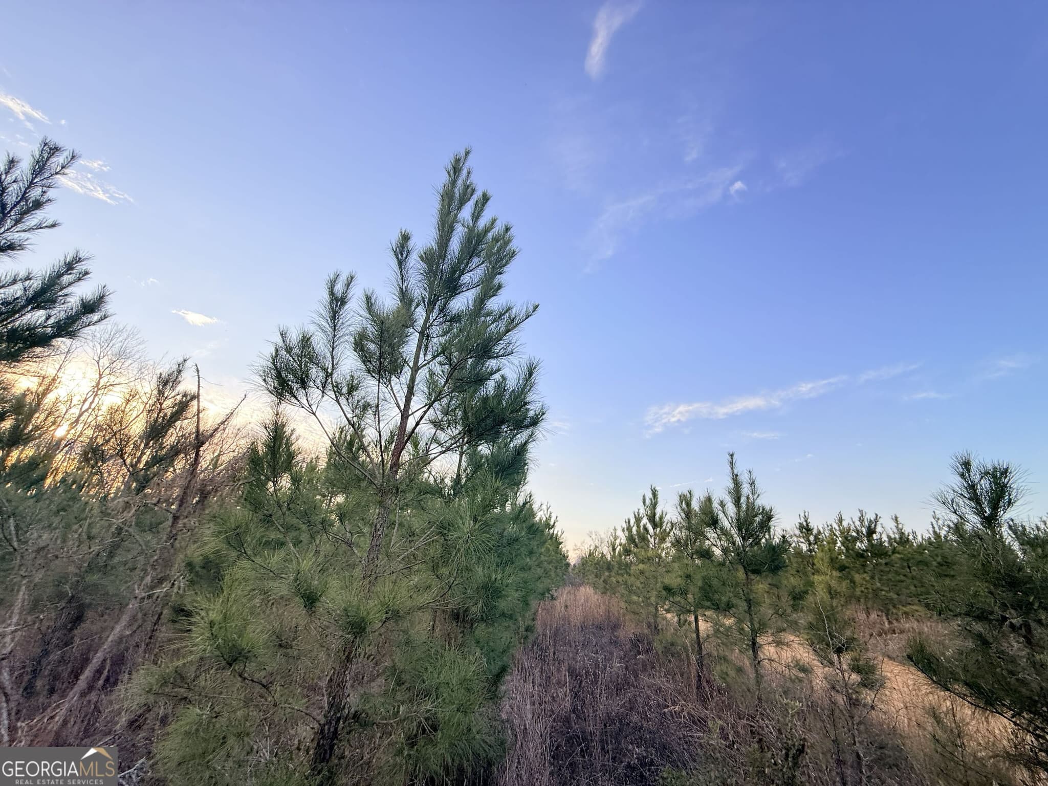 unimproved land for sale at 2 Powell School Road, Lumber City, GA 31549 — photo 7