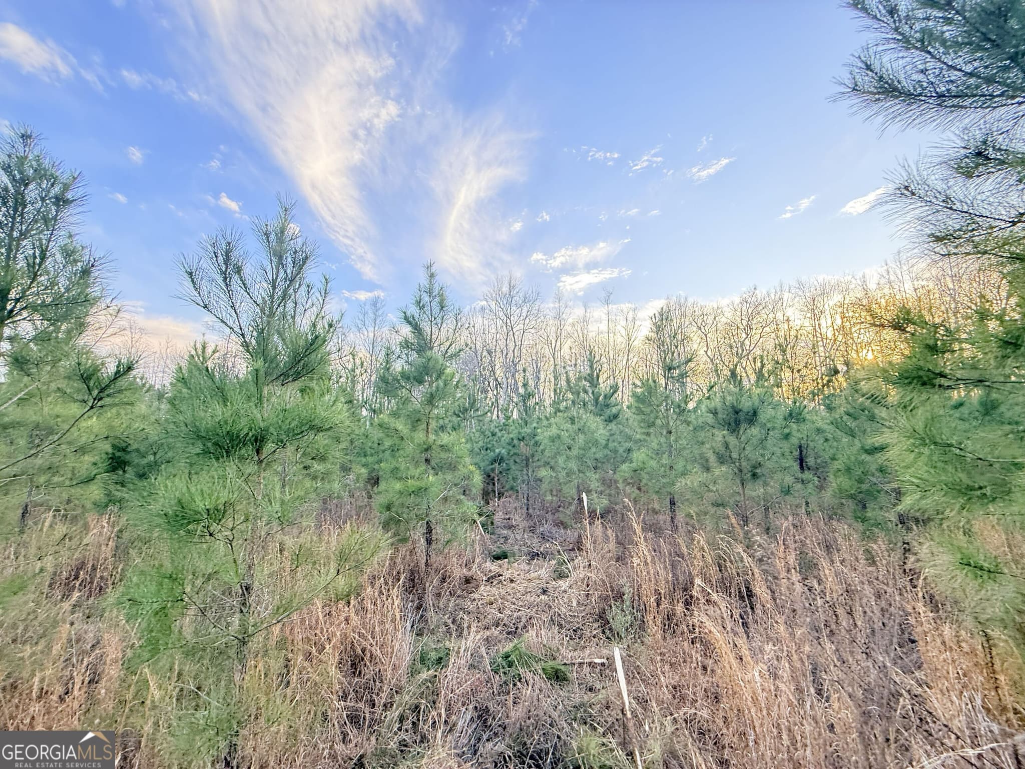 unimproved land for sale at 2 Powell School Road, Lumber City, GA 31549 — photo 8