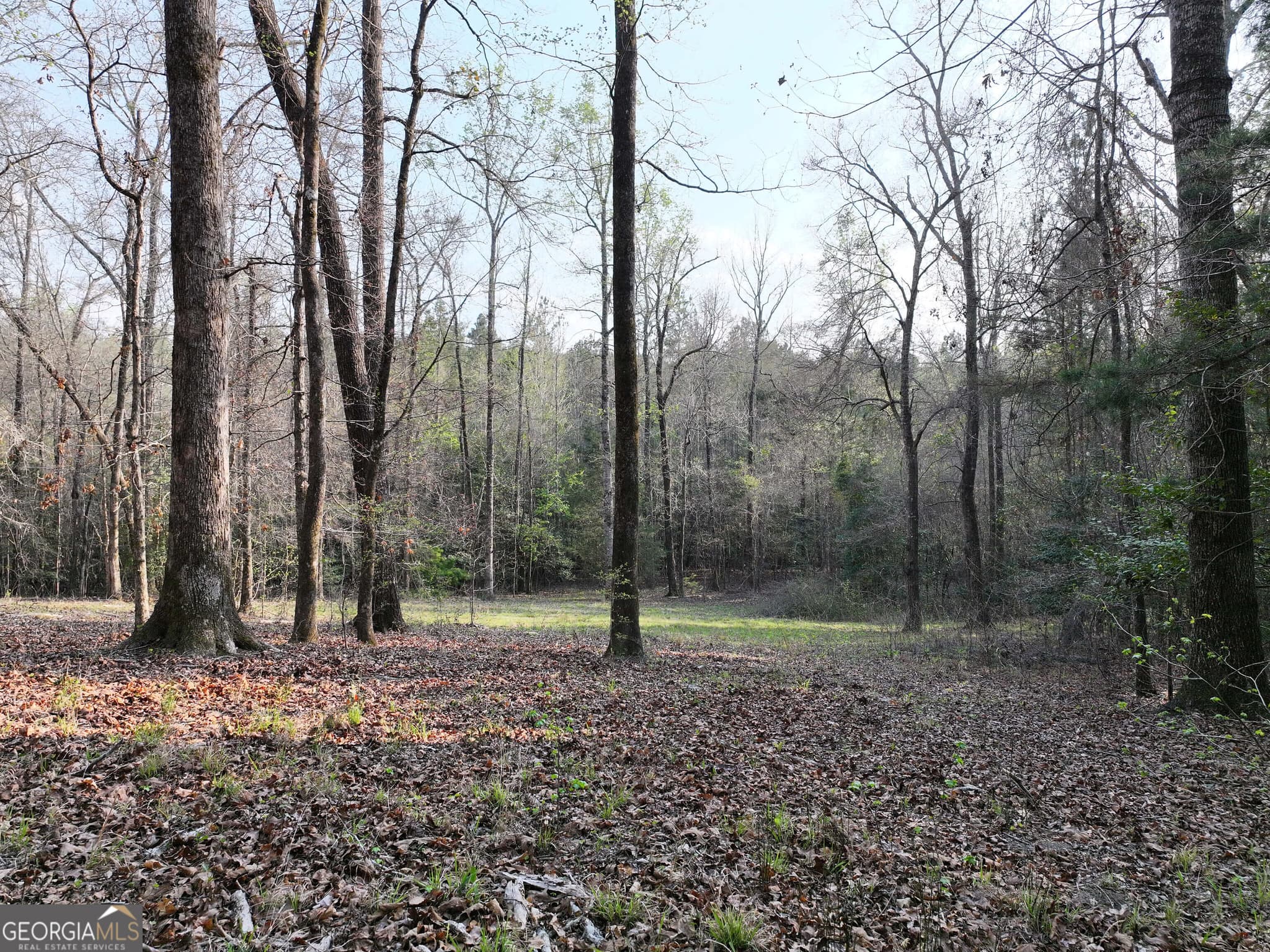 unimproved land for sale at 195 County Line Road, Lumpkin, GA 31815 — photo 2