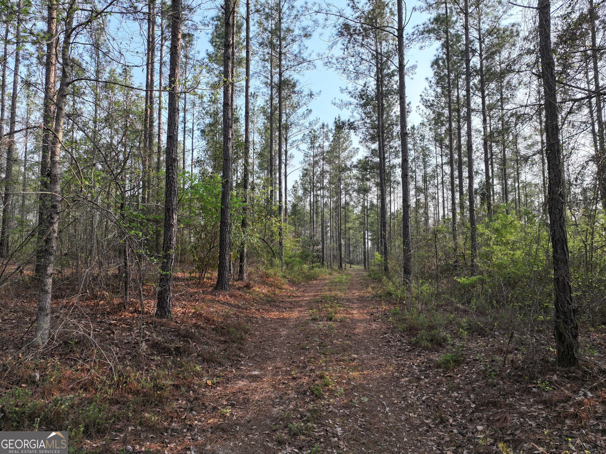 unimproved land for sale at 195 County Line Road, Lumpkin, GA 31815 — photo 1 of 69