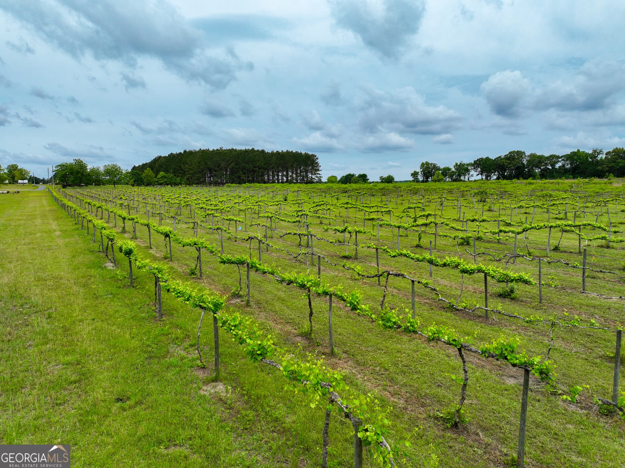 agriculture under contract at 759 Pitts Road, Hawkinsville, GA 31036 — photo 9