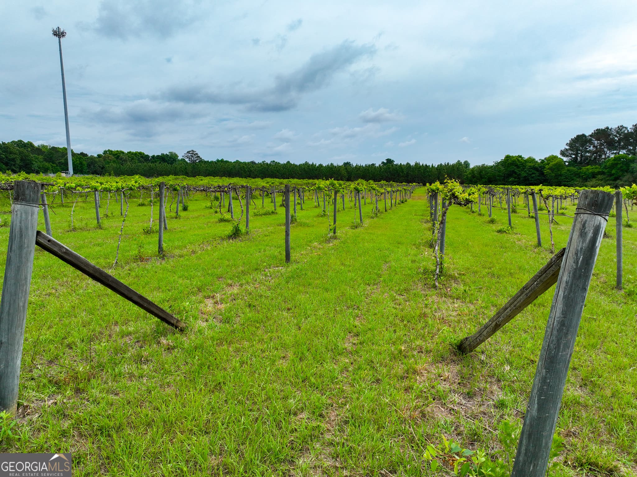 agriculture under contract at 759 Pitts Road, Hawkinsville, GA 31036 — photo 8