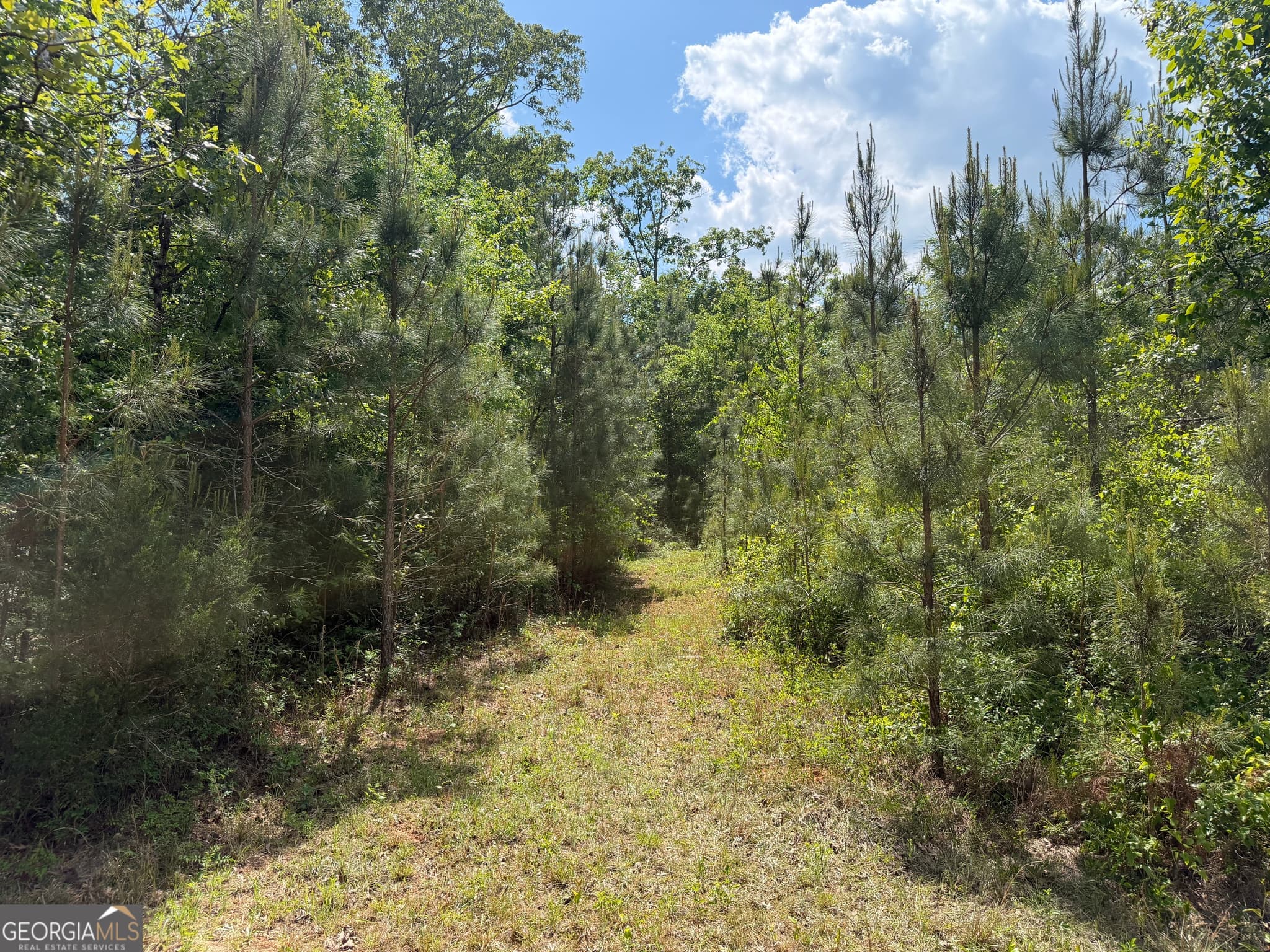 agriculture for sale at 001 George Milling Road, Cuthbert, GA 39840 — photo 2