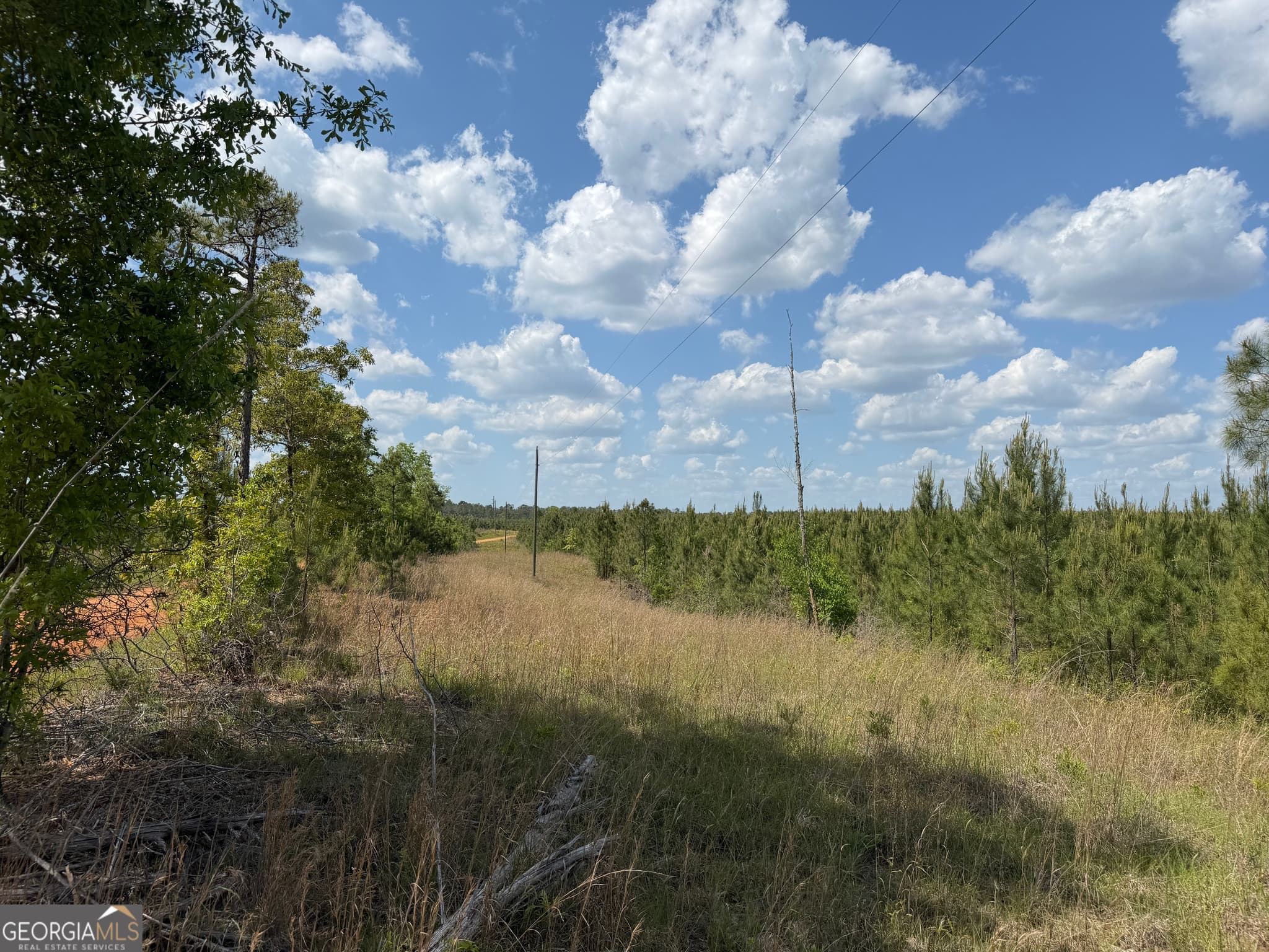 agriculture for sale at 001 George Milling Road, Cuthbert, GA 39840 — photo 6
