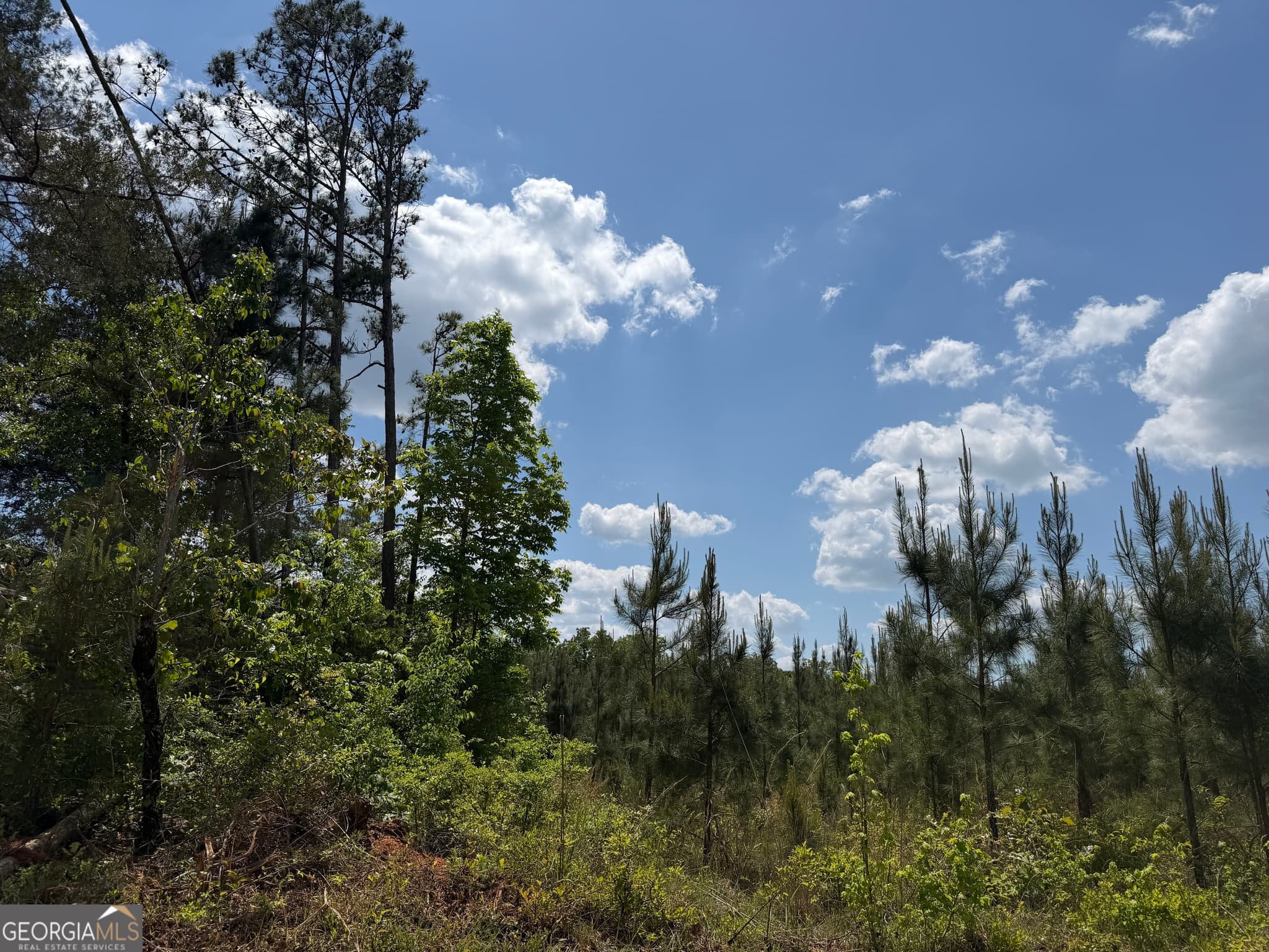 agriculture for sale at 001 George Milling Road, Cuthbert, GA 39840 — photo 3
