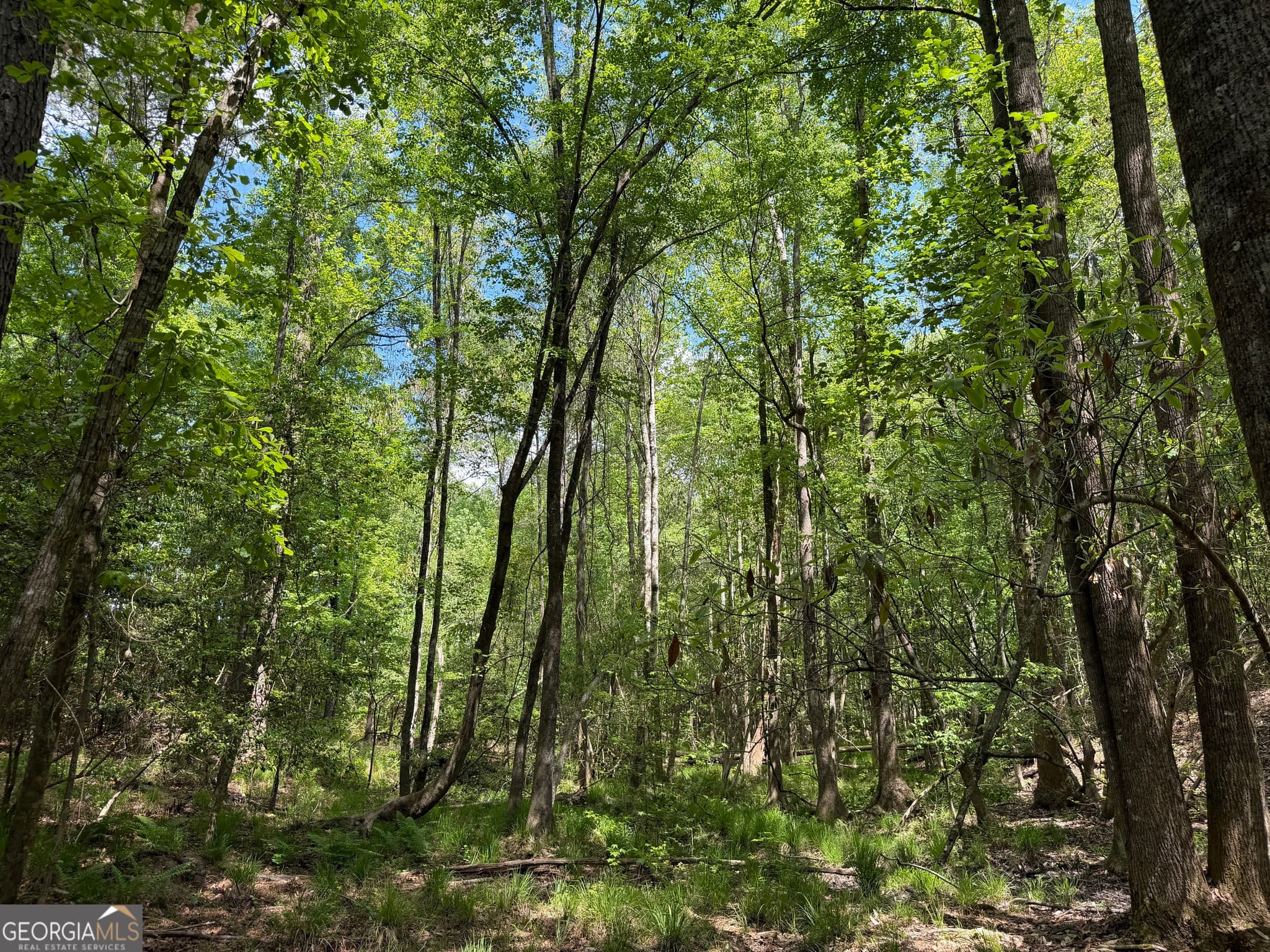 agriculture for sale at 001 George Milling Road, Cuthbert, GA 39840 — photo 5