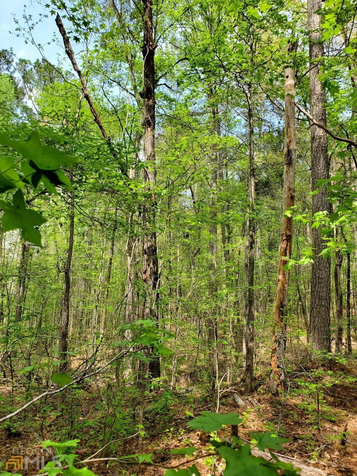 agriculture for sale at 0 Old Highway 138 TRACT 1, Oxford, GA 30054 — photo 5
