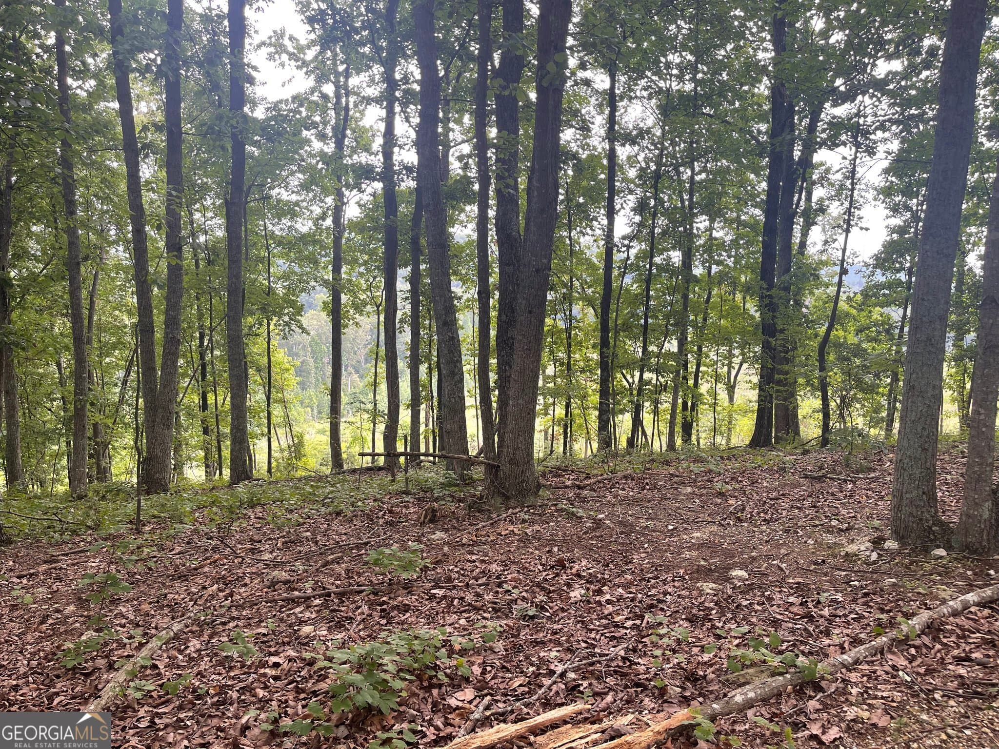 unimproved land for sale at 0 White Oak Road, Summerville, GA 30747 — photo 3