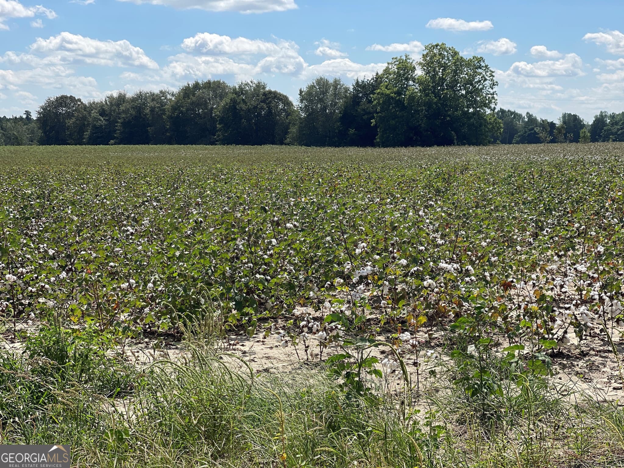 agriculture sold at 2253 W Highway 80, Wrens, GA 30833
