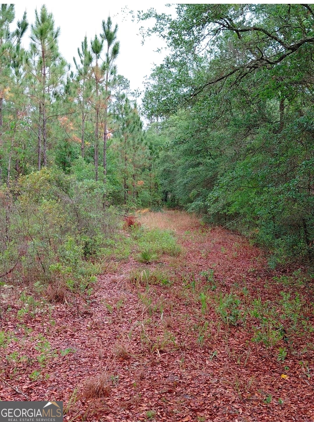 1 bedroom, 1 bathroom, 576 sq ft cabin,single family residence for sale at 779 Ralph Davis Road, Folkston, GA 31537 — photo 2