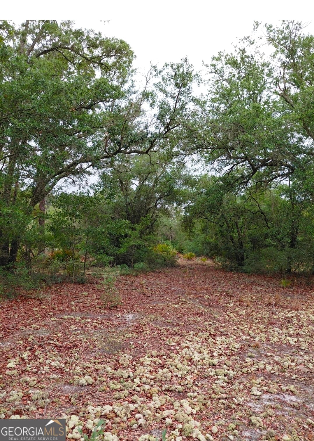 1 bedroom, 1 bathroom, 576 sq ft cabin,single family residence for sale at 779 Ralph Davis Road, Folkston, GA 31537 — photo 5