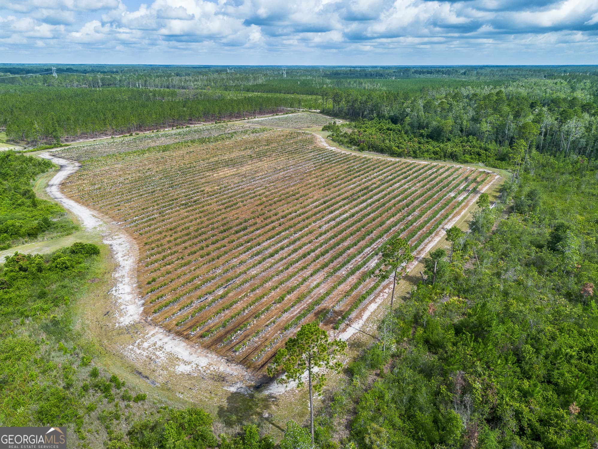 agriculture for sale at 7848 Trudie Road, Patterson, GA 31557 — photo 6
