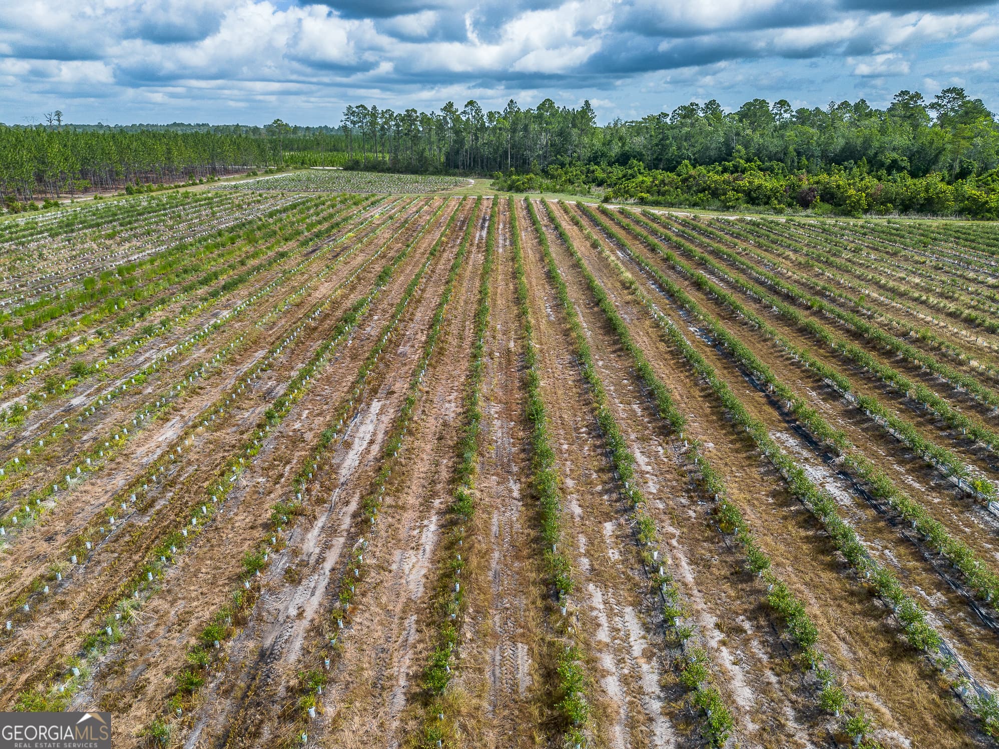 agriculture for sale at 7848 Trudie Road, Patterson, GA 31557 — photo 8