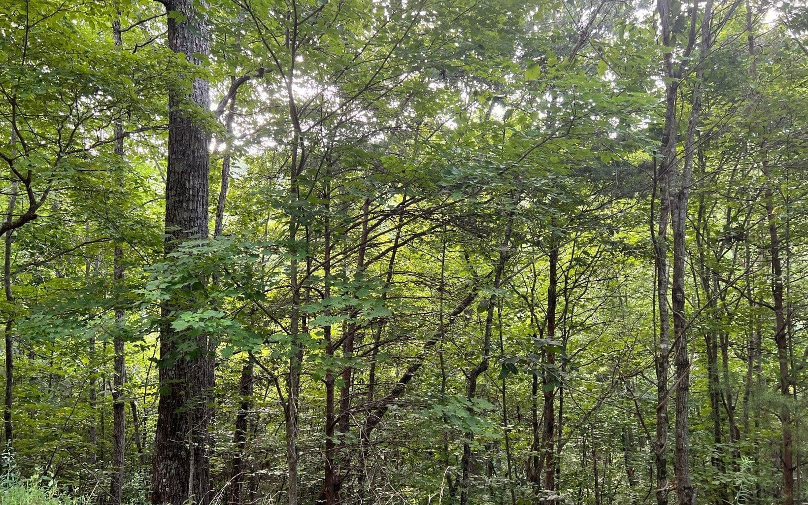 residential lot for sale at LOT 13 Preserve At Beach Mountain, Brasstown, NC 28902 — photo 1 of 18