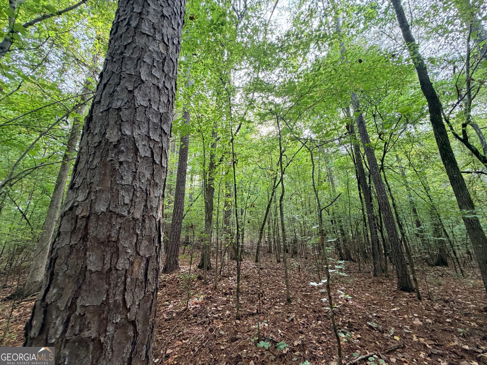 agriculture under contract at 4043 Silas Mercer Lane, Crawfordville, GA 30631 — photo 2