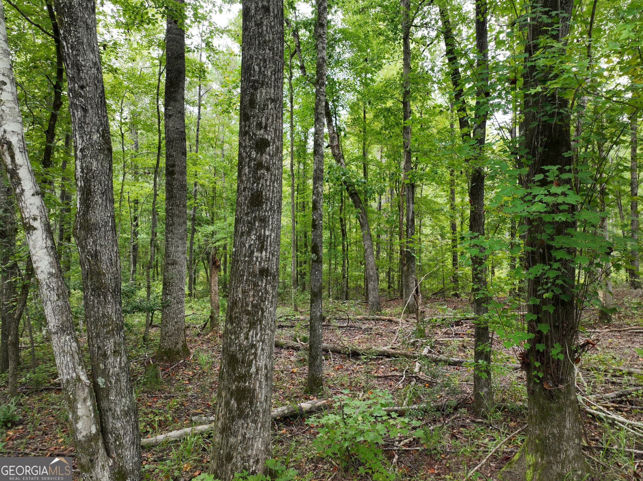 agriculture for sale at 0 Buck Run Road, Talbotton, GA 31827 — photo 9
