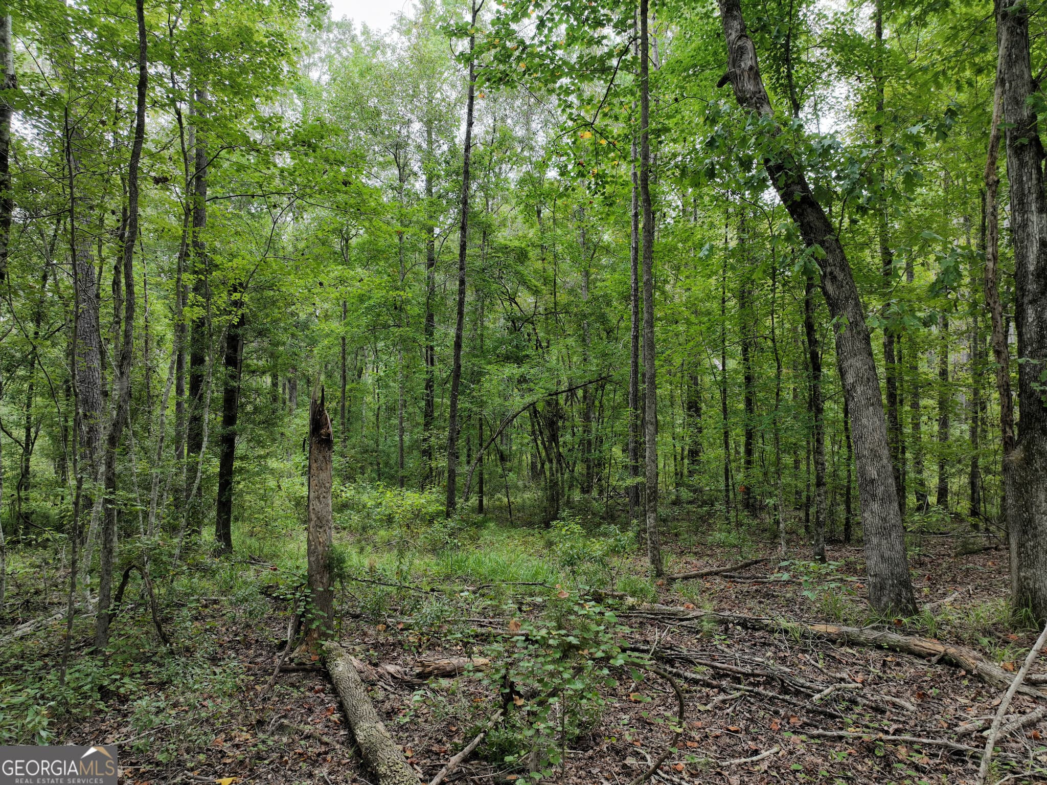 agriculture for sale at 0 Buck Run Road, Talbotton, GA 31827 — photo 10