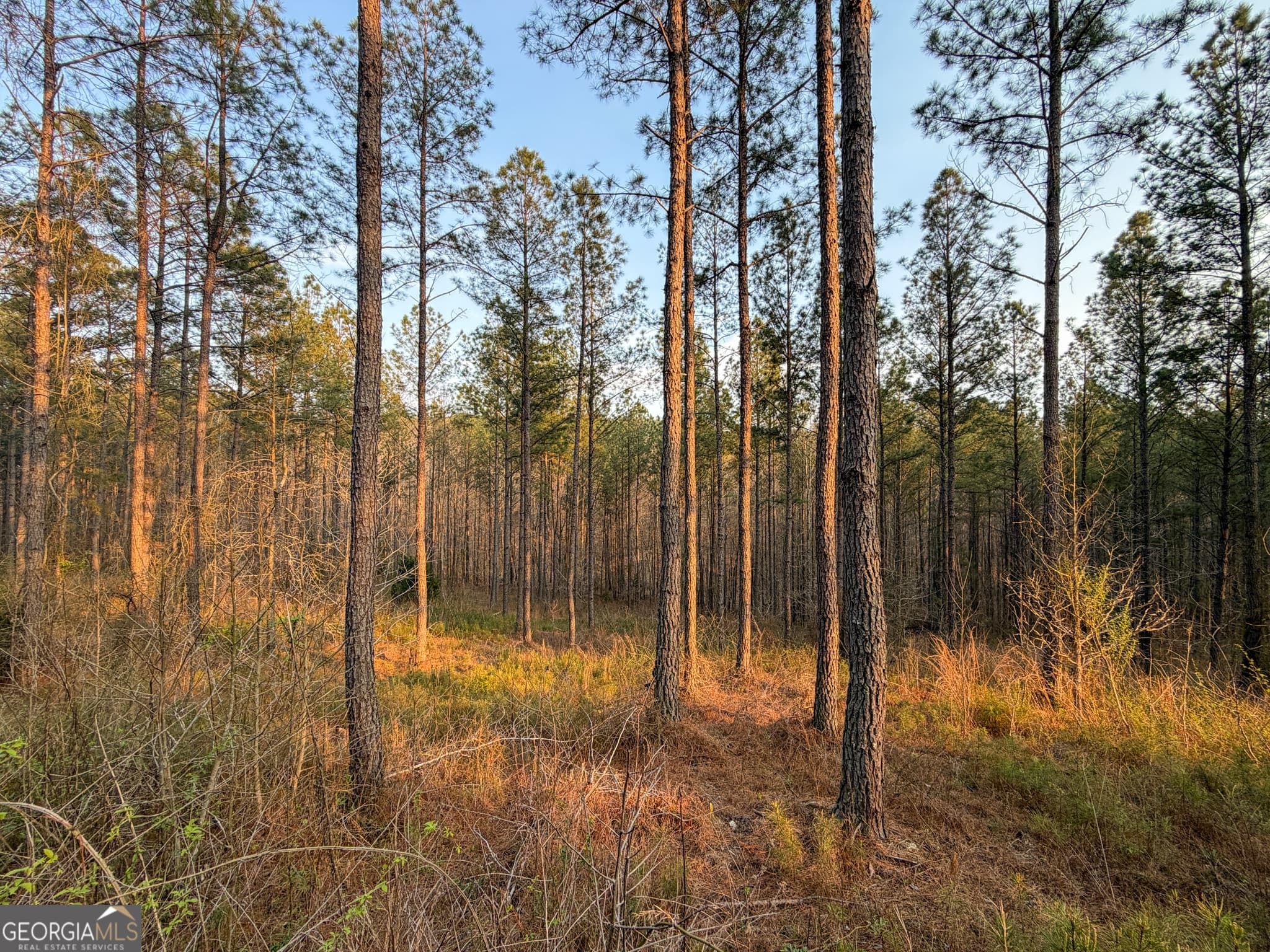 agriculture under contract at 117 +/- Acres on McCosh Mill Road, Franklin, GA 30217 — photo 9