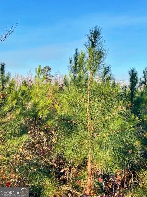 agriculture for sale at 0 Fullerton-Phillips Road, Hillsboro, GA 31038 — photo 7