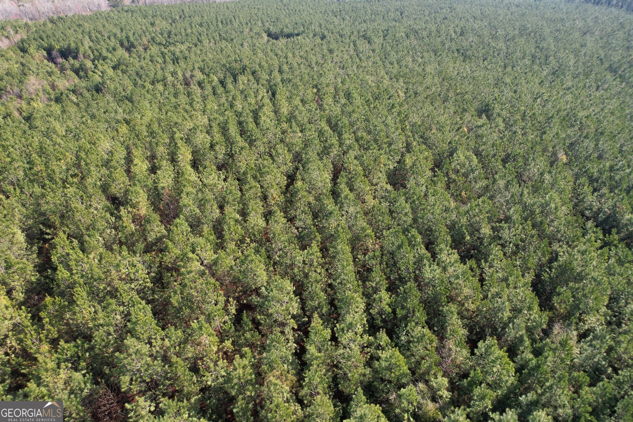 unimproved land for sale at 0 Burtons Ferry Highway, Sylvania, GA 30467 — photo 2