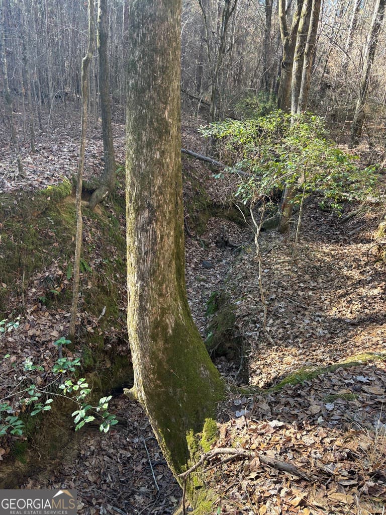 residential lot for sale at 0 Geneva Highway, Talbotton, GA 31827 — photo 9